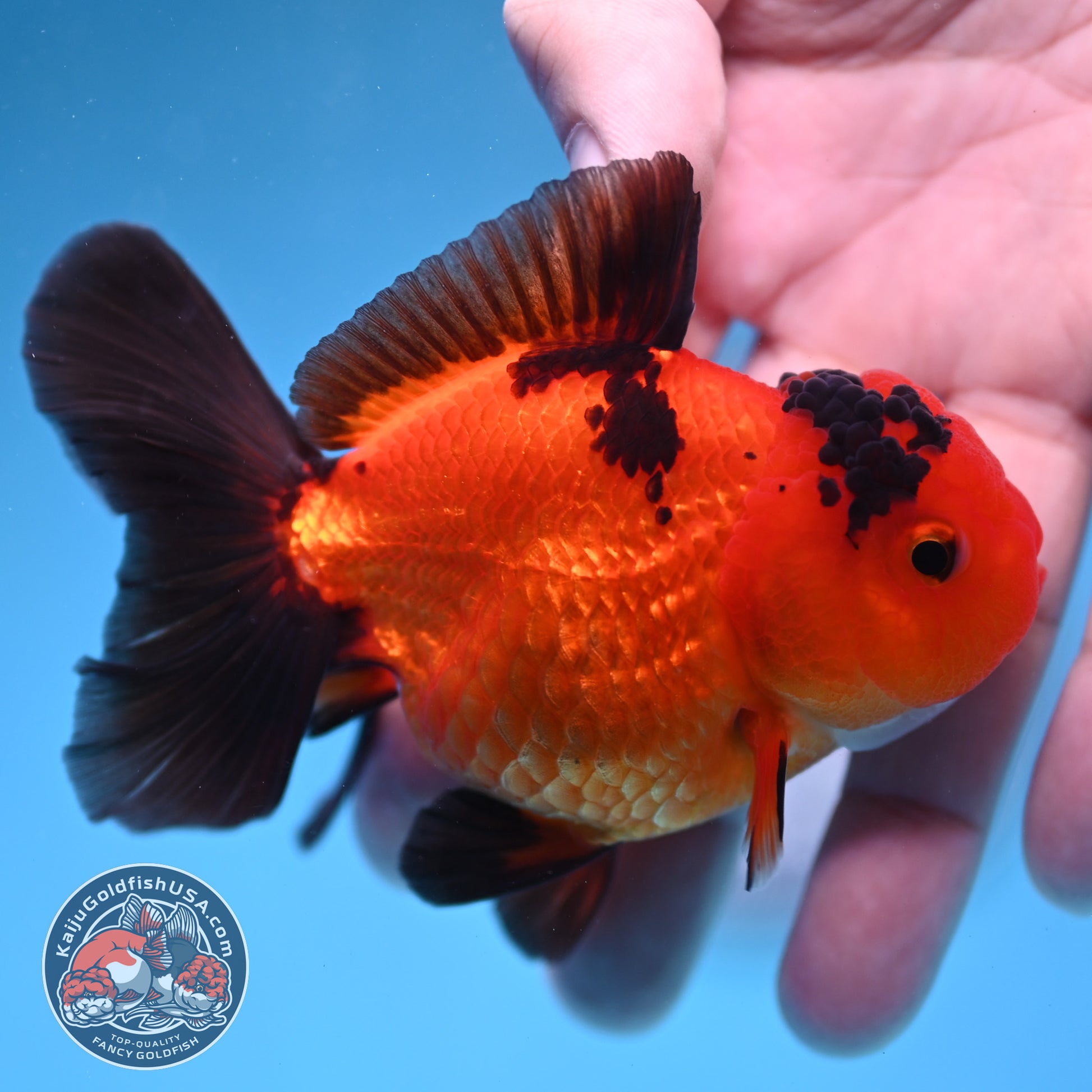 Apache Oranda 3 inch Body (260130_OR06)