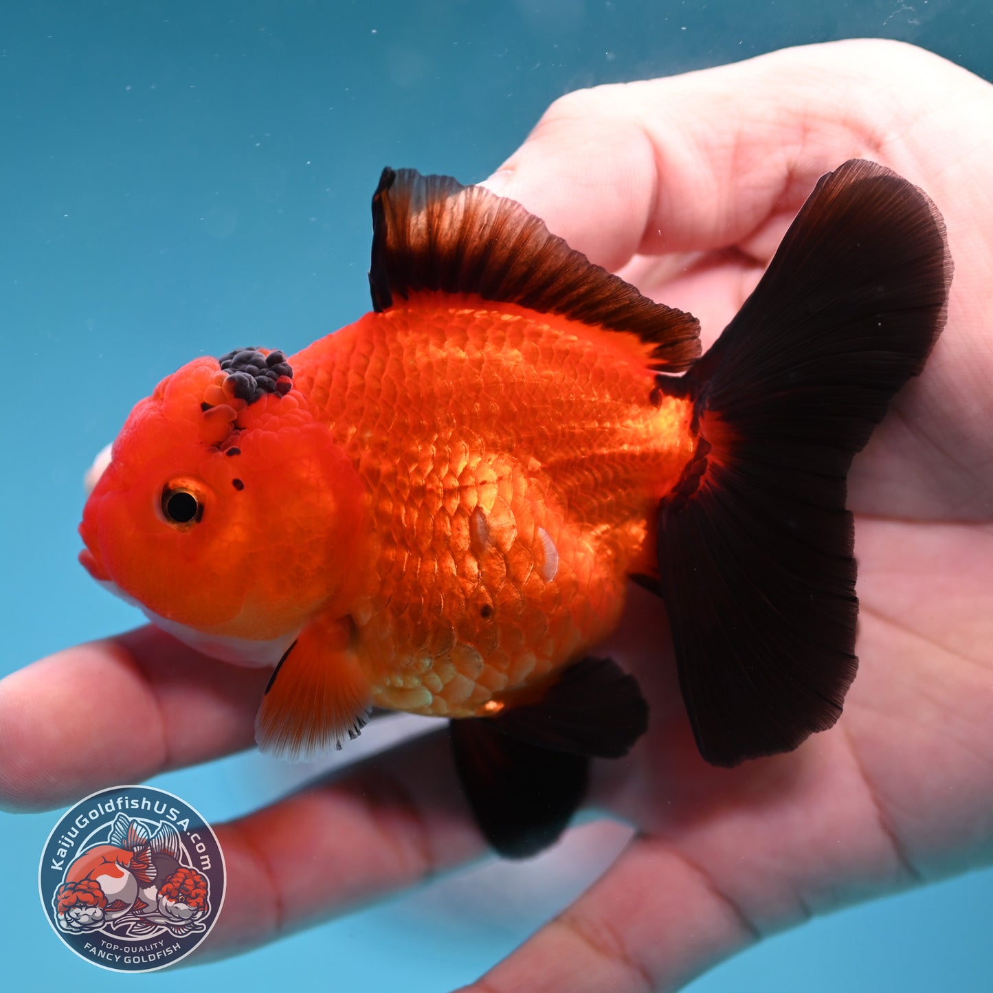 Apache Oranda 3 inch Body (260130_OR06)