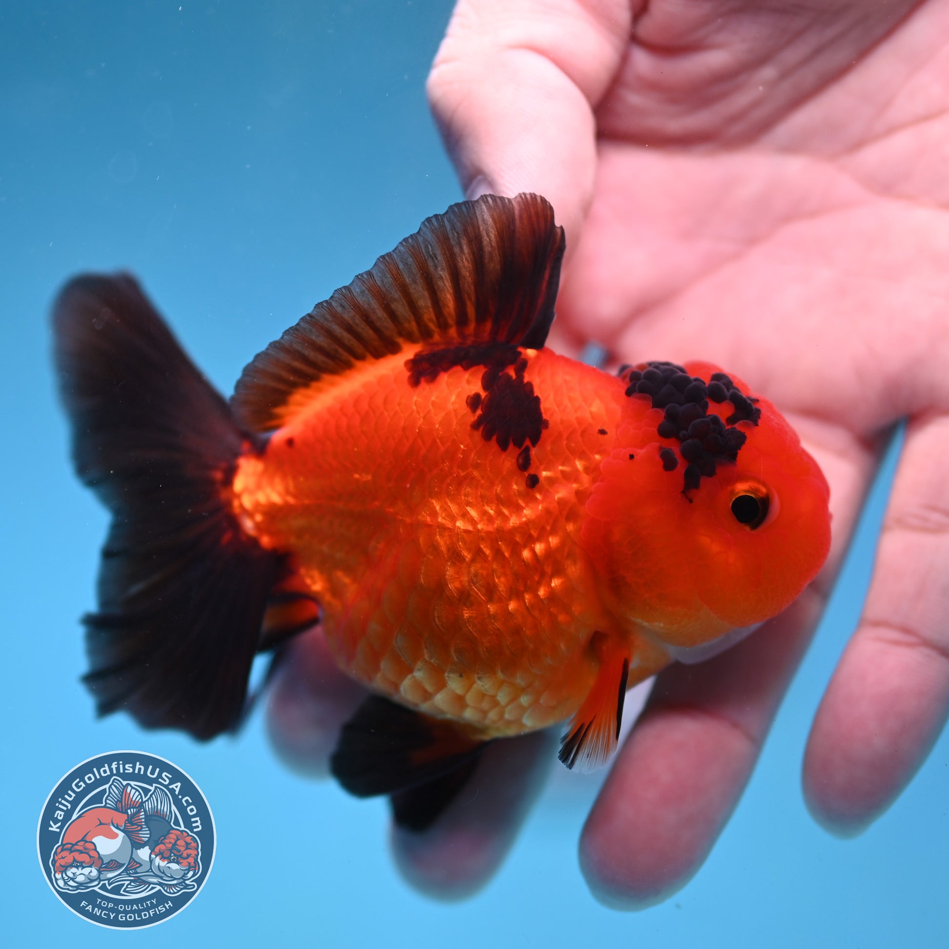 Apache Oranda 3 inch Body (260130_OR06)