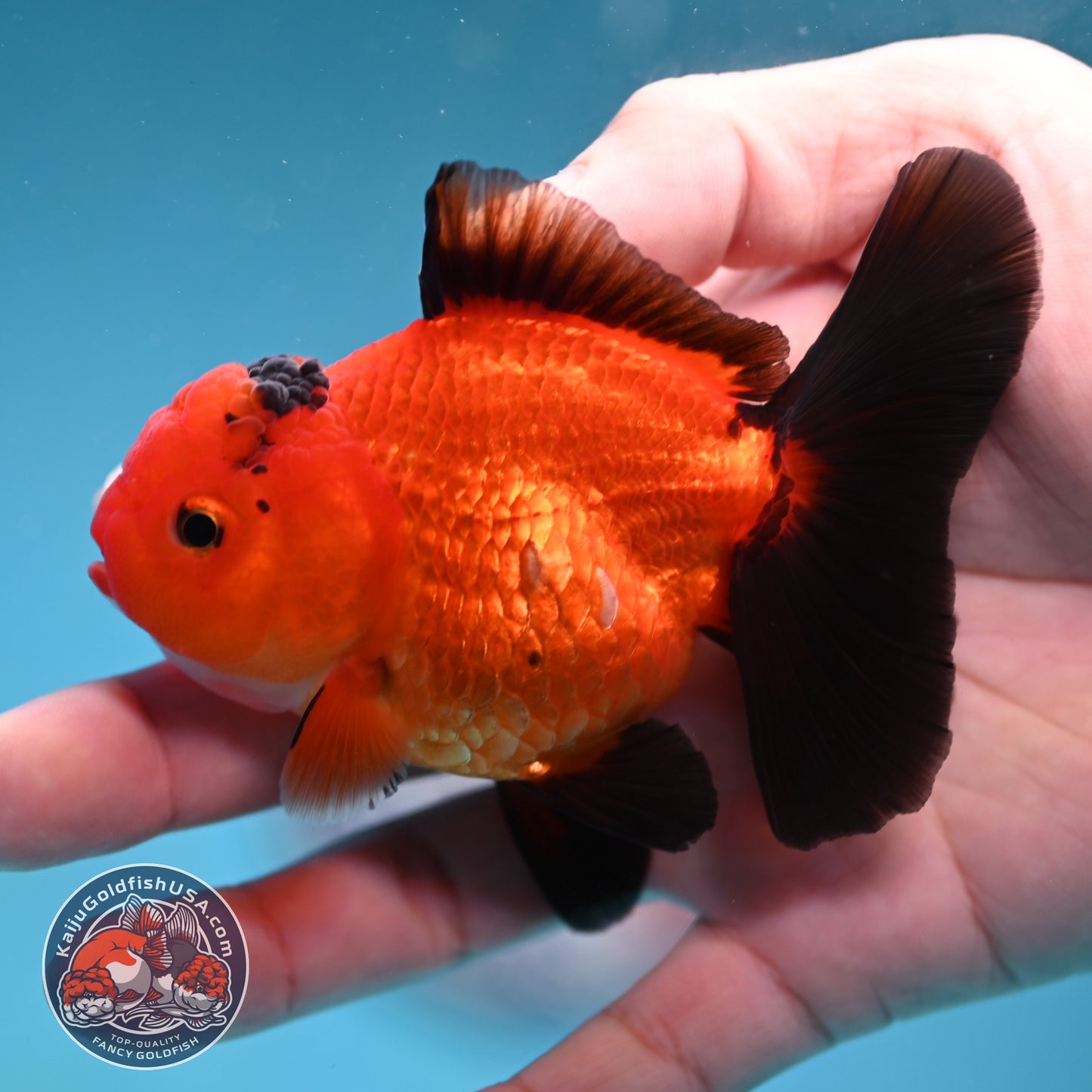 Apache Oranda 3 inch Body (260130_OR06)