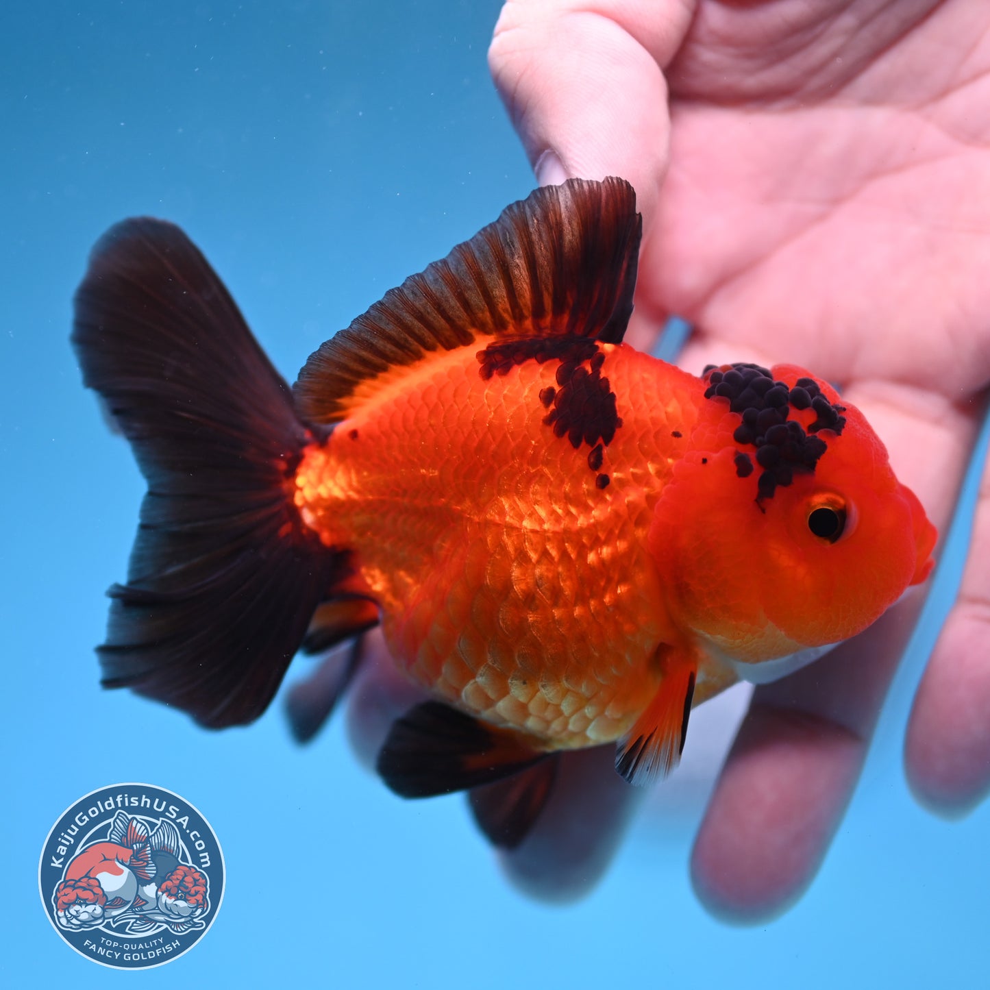 Apache Oranda 3 inch Body (260130_OR06)