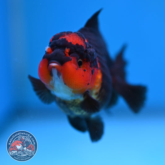 Apache Oranda 3 inch Body (260130_OR11)