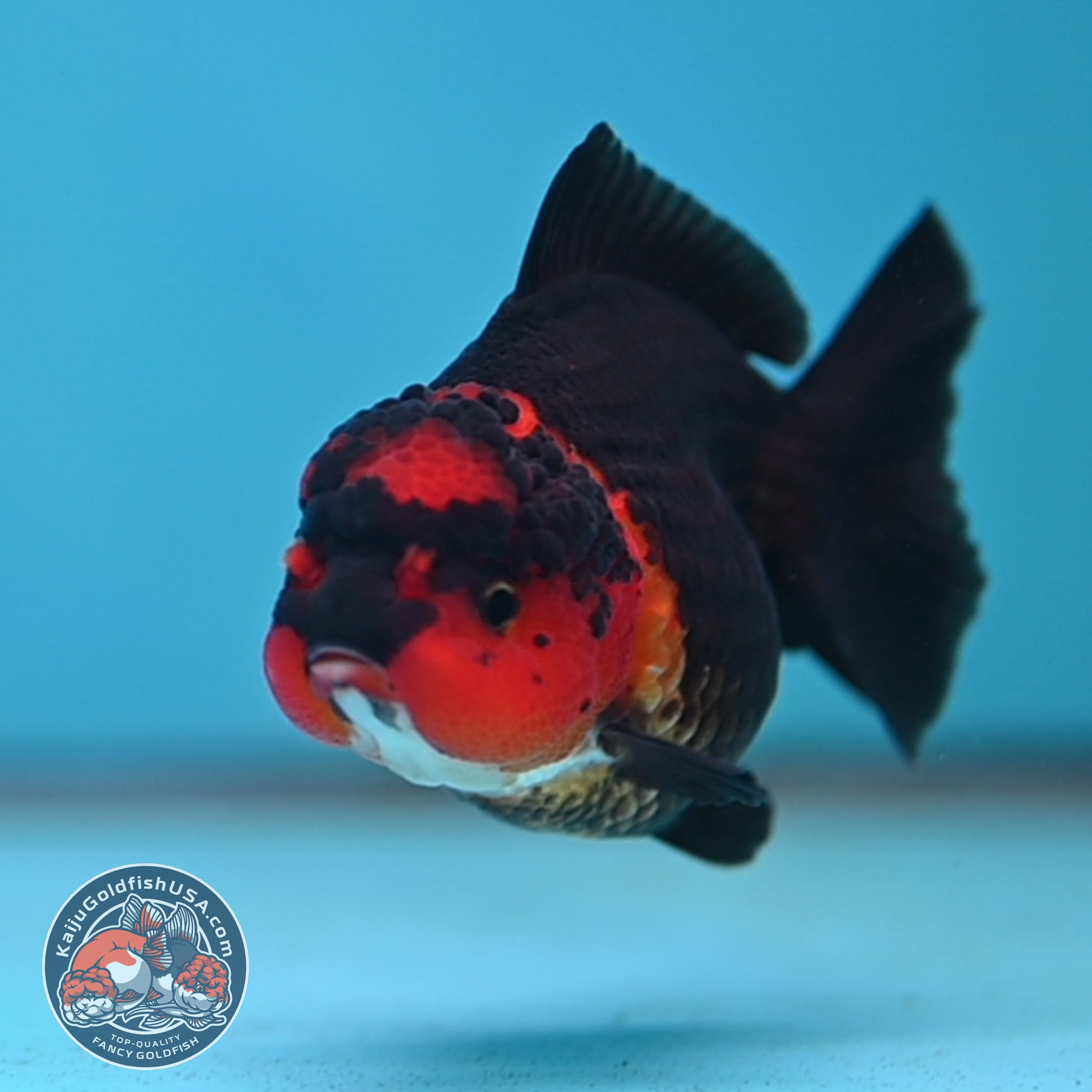 Apache Oranda 3 inch Body (260130_OR11)