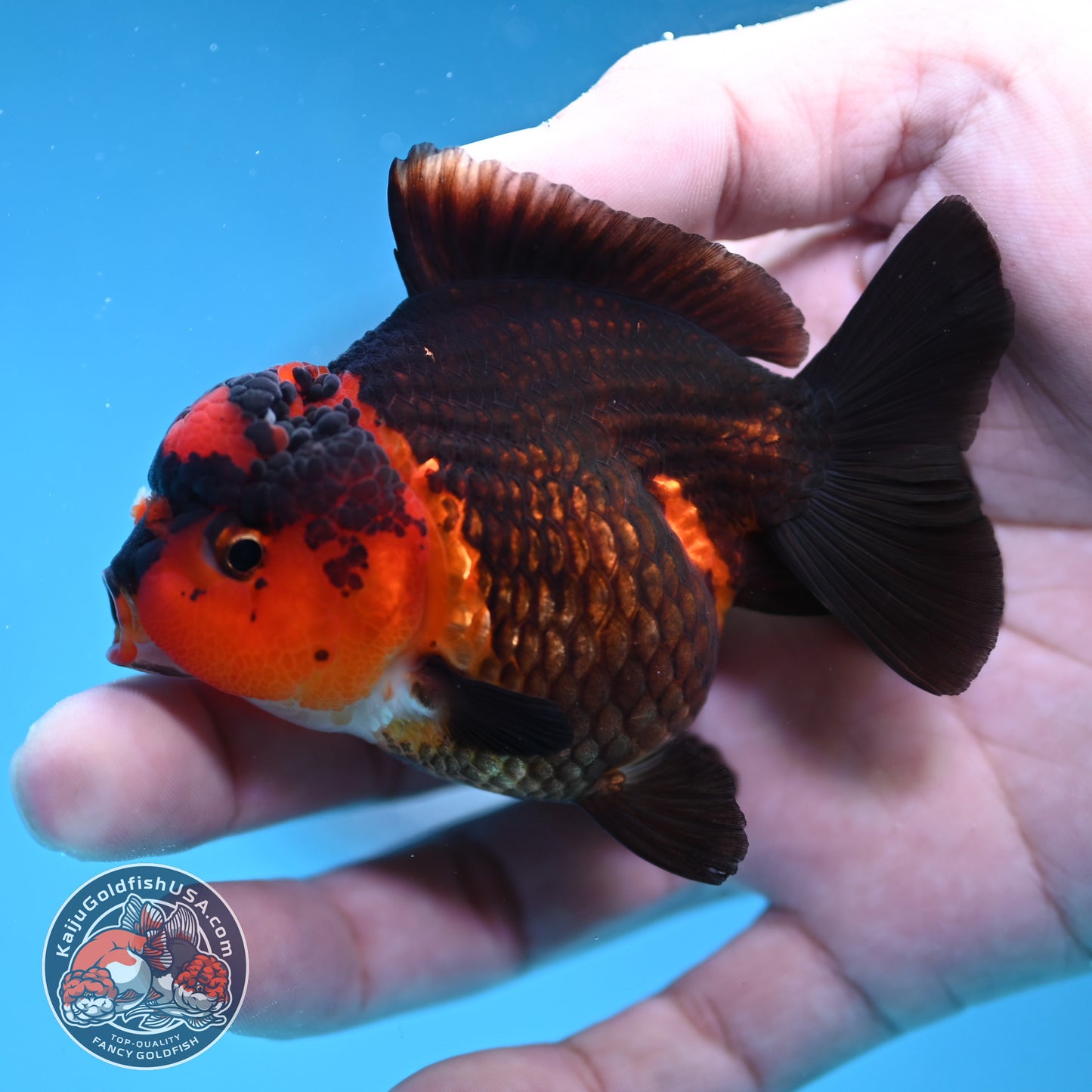 Apache Oranda 3 inch Body (260130_OR11)
