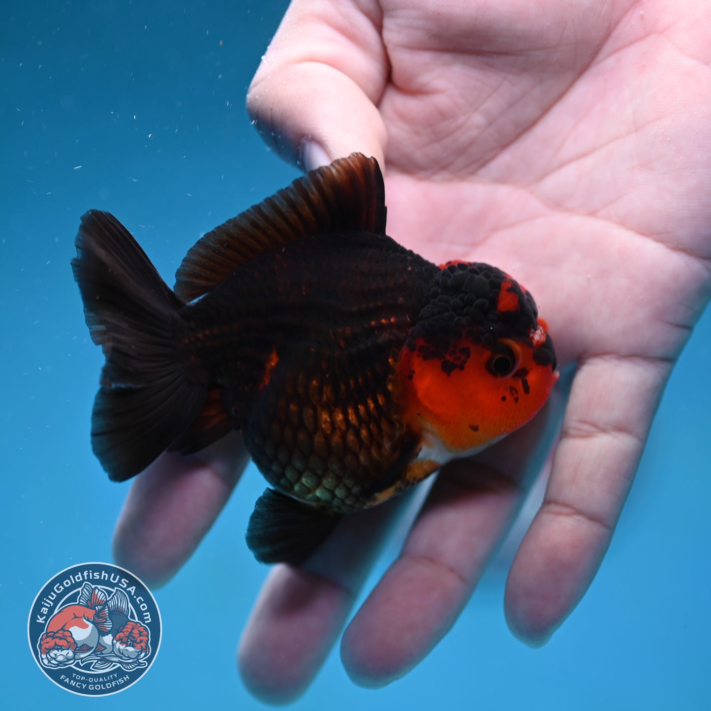 Apache Oranda 3 inch Body (260130_OR11)