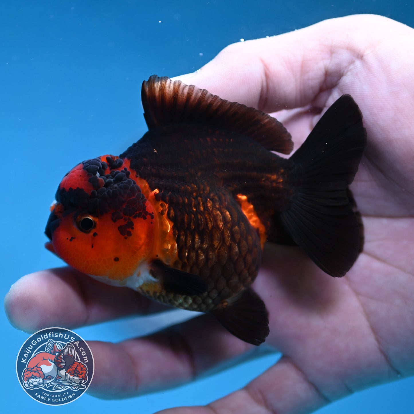 Apache Oranda 3 inch Body (260130_OR11)