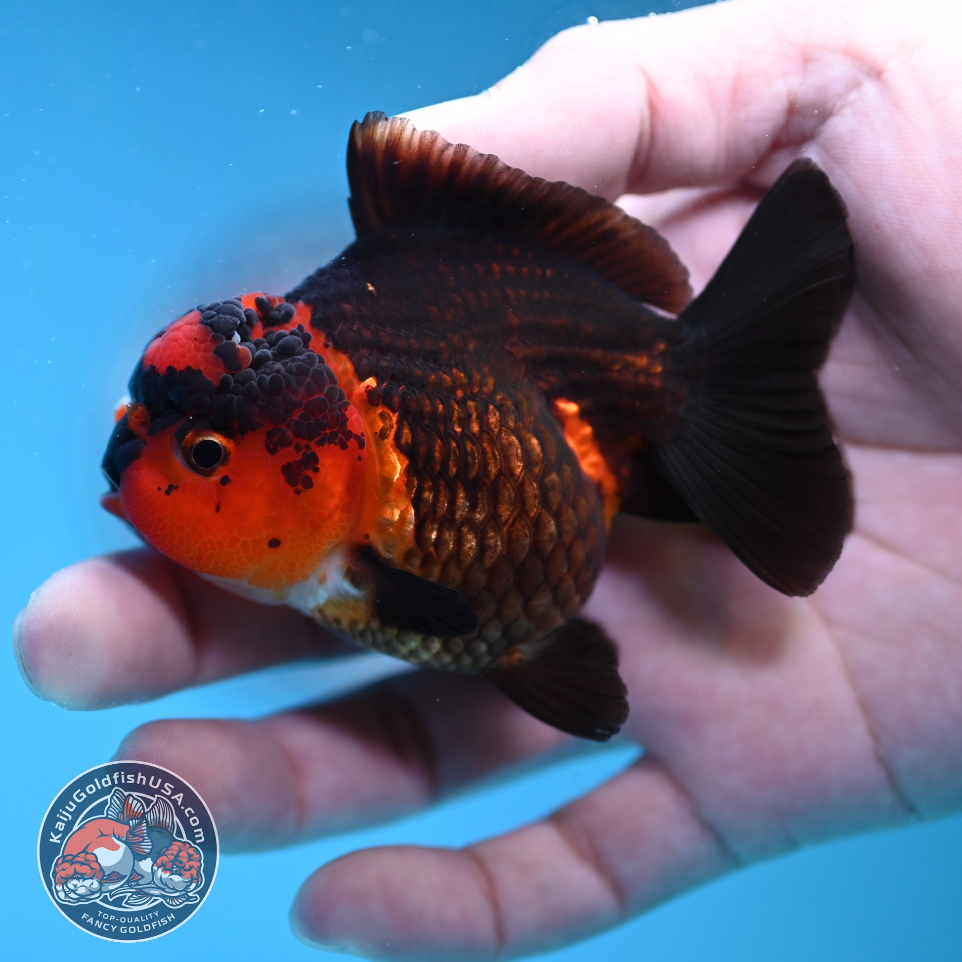 Apache Oranda 3 inch Body (260130_OR11)