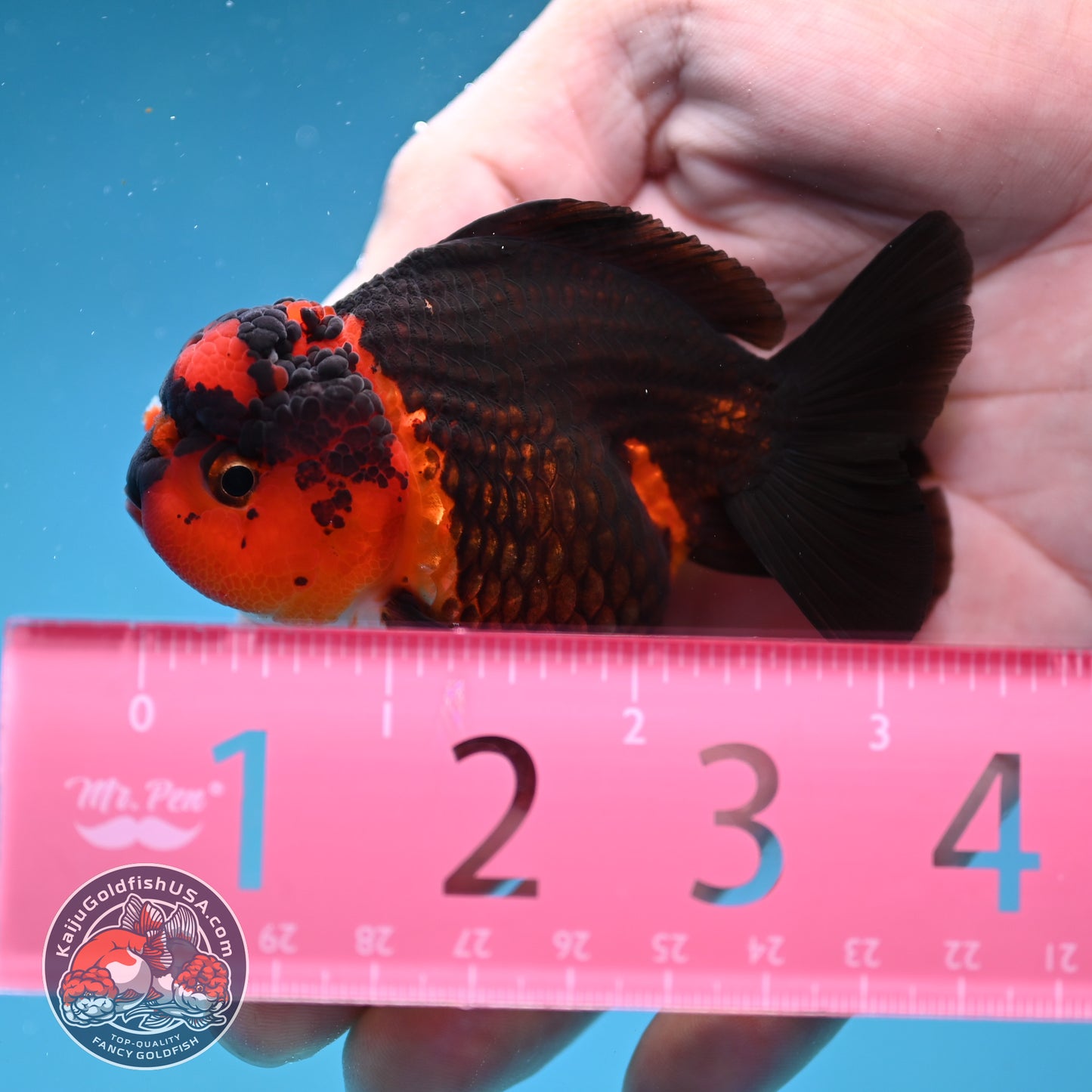 Apache Oranda 3 inch Body (260130_OR11)