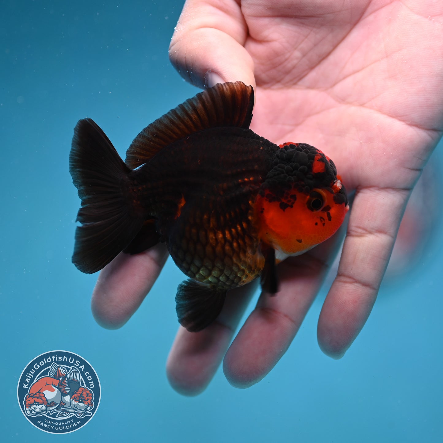 Apache Oranda 3 inch Body (260130_OR11)