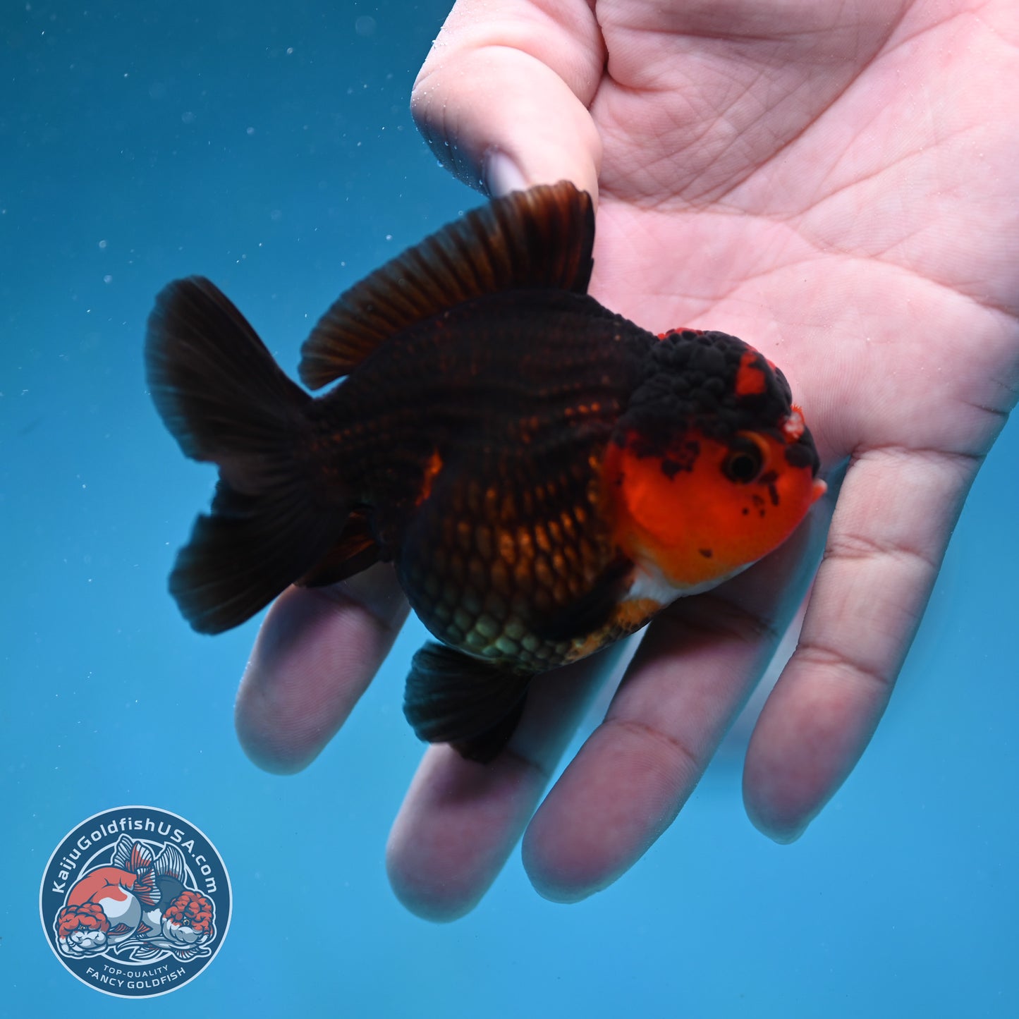 Apache Oranda 3 inch Body (260130_OR11)