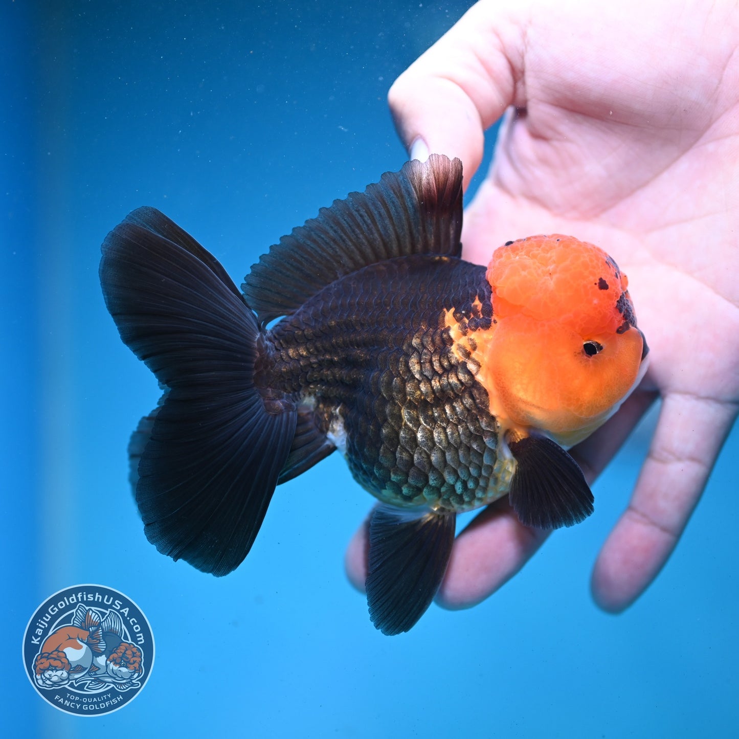 Apache Oranda 3.5 inch Body (260821_OR11)
