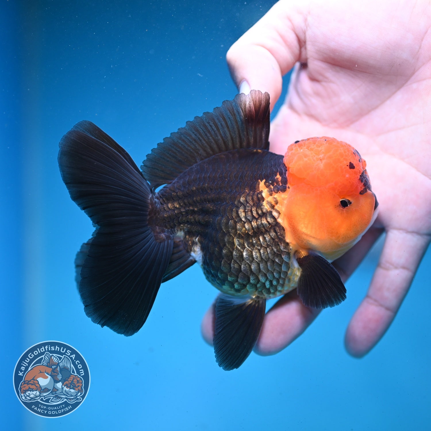 Apache Oranda 3.5 inch Body (260821_OR11)