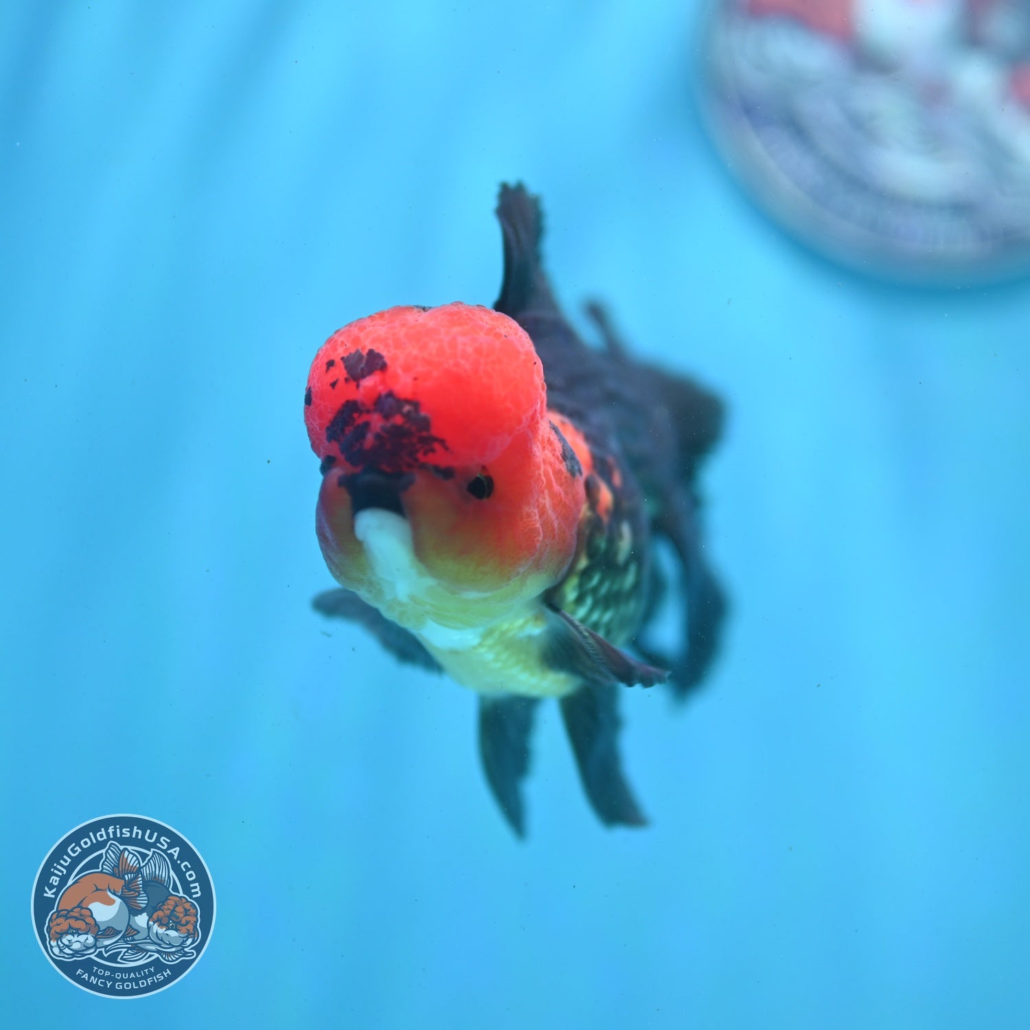 Apache Oranda 3.5 inch Body (260821_OR11)
