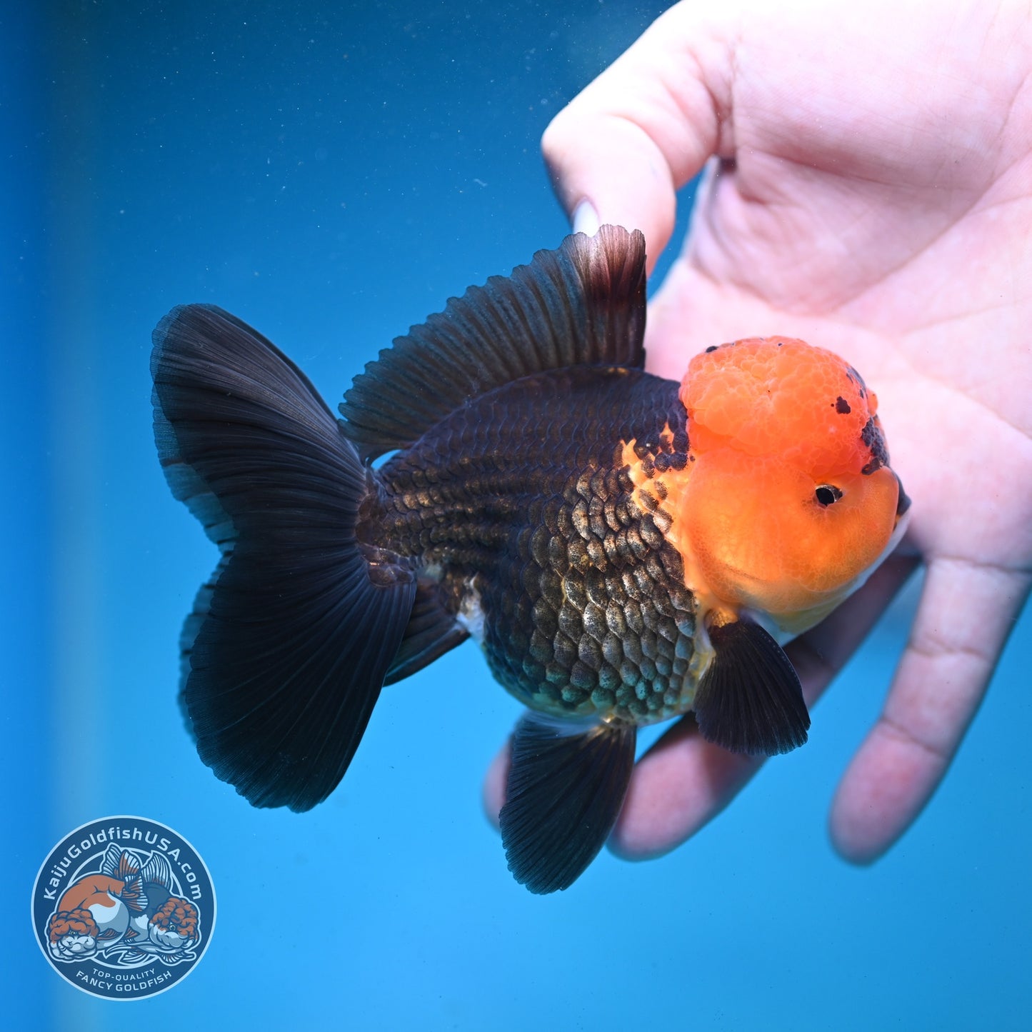 Apache Oranda 3.5 inch Body (260821_OR11)