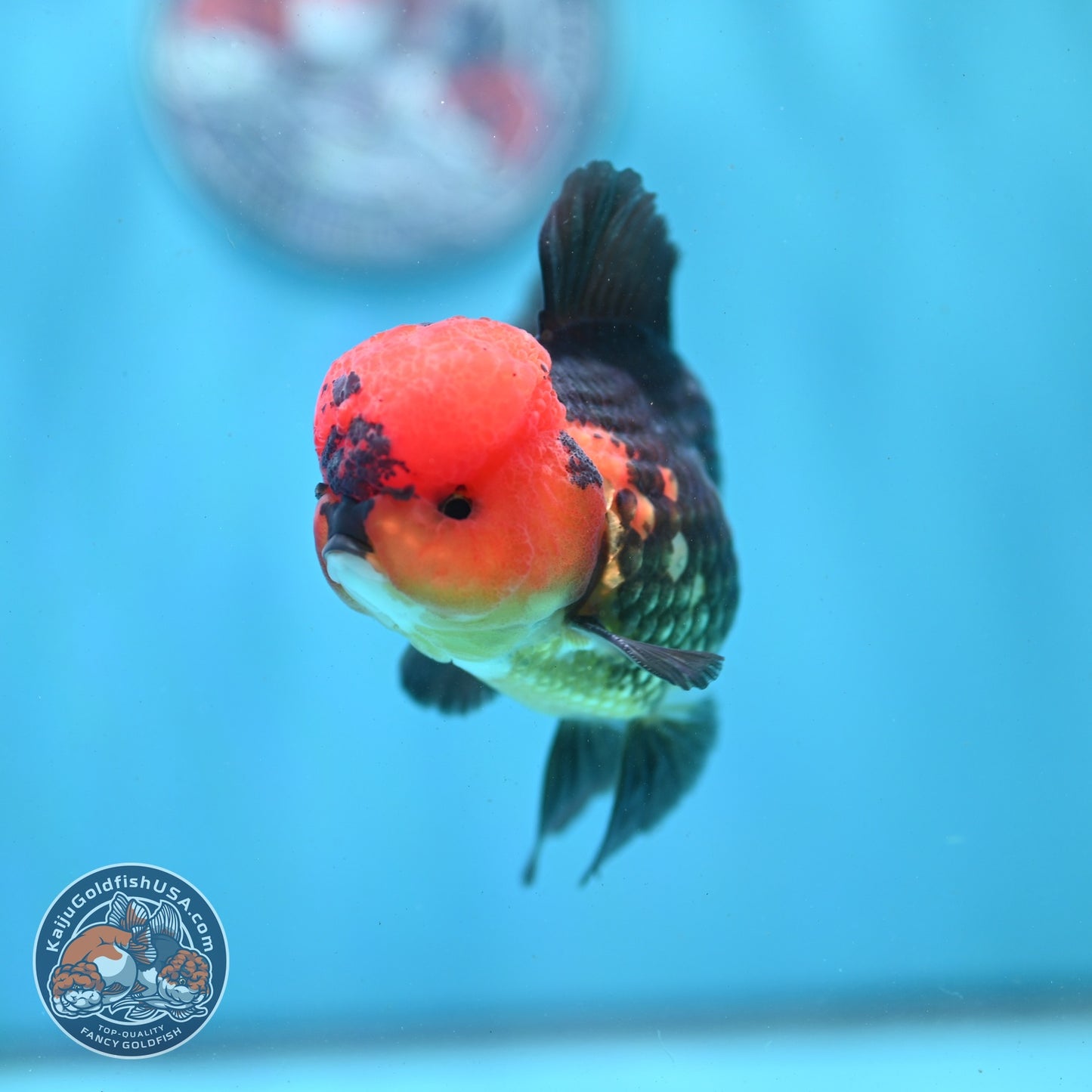 Apache Oranda 3.5 inch Body (260821_OR11)