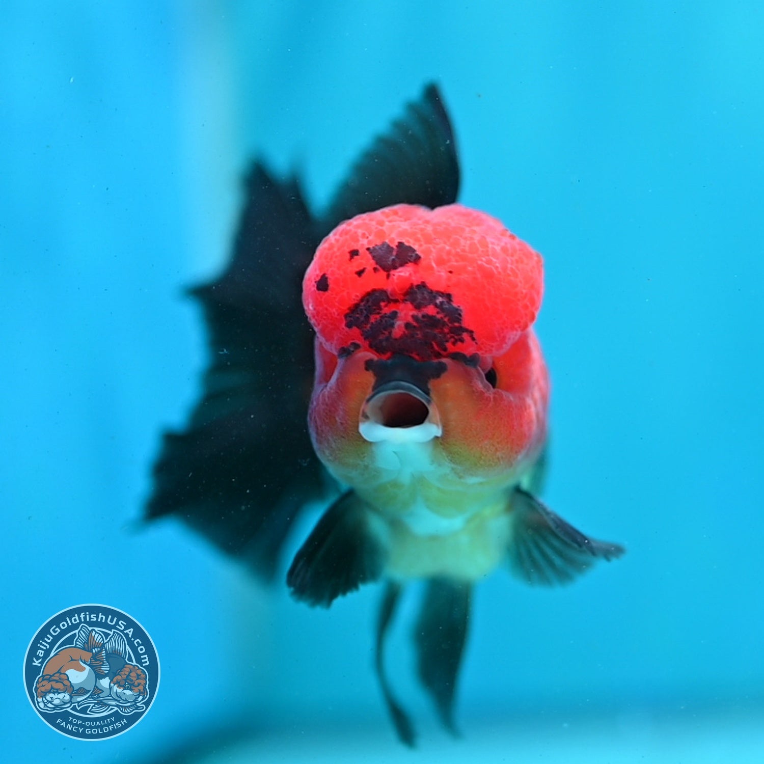 Apache Oranda 3.5 inch Body (260821_OR11)