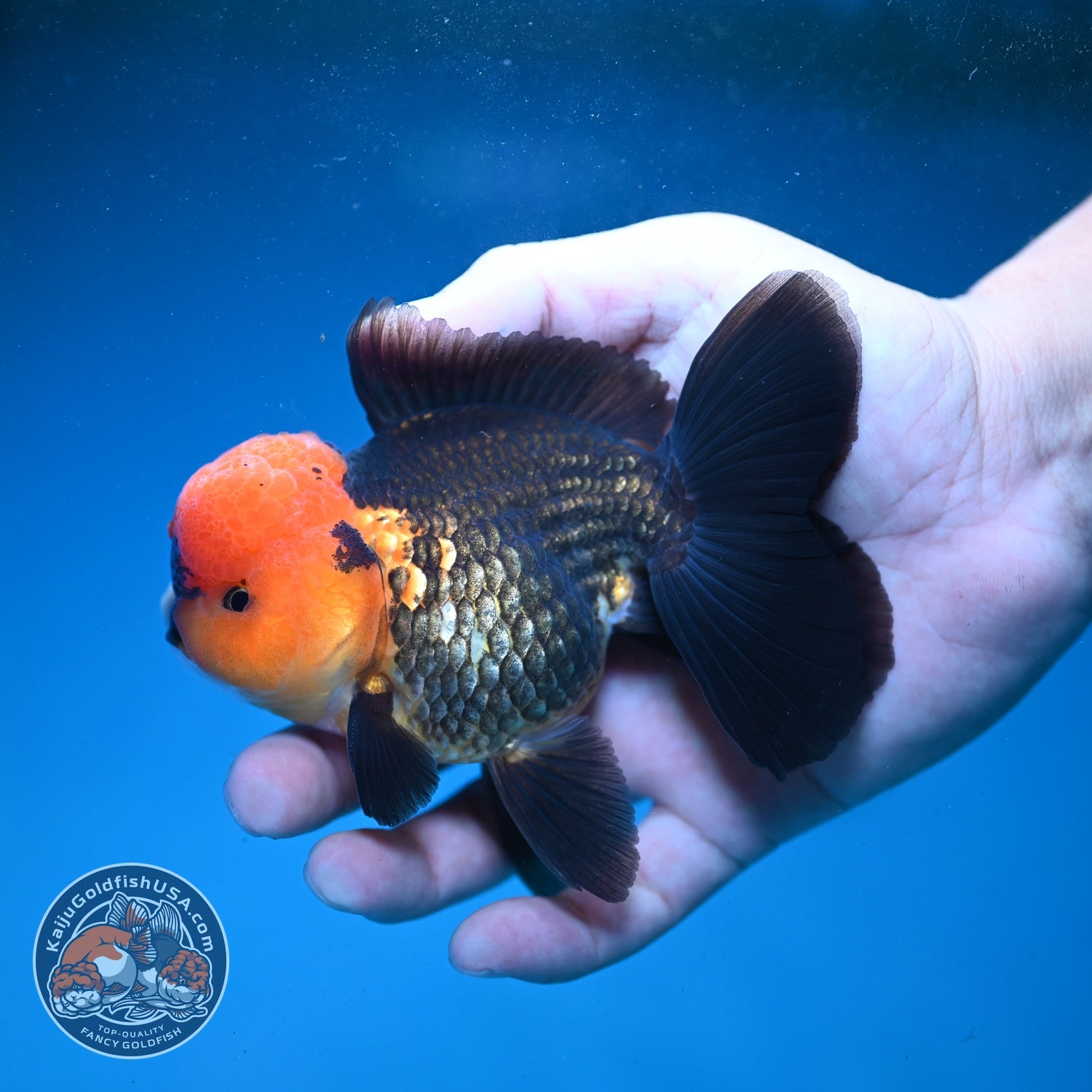 Apache Oranda 3.5 inch Body (260821_OR11)