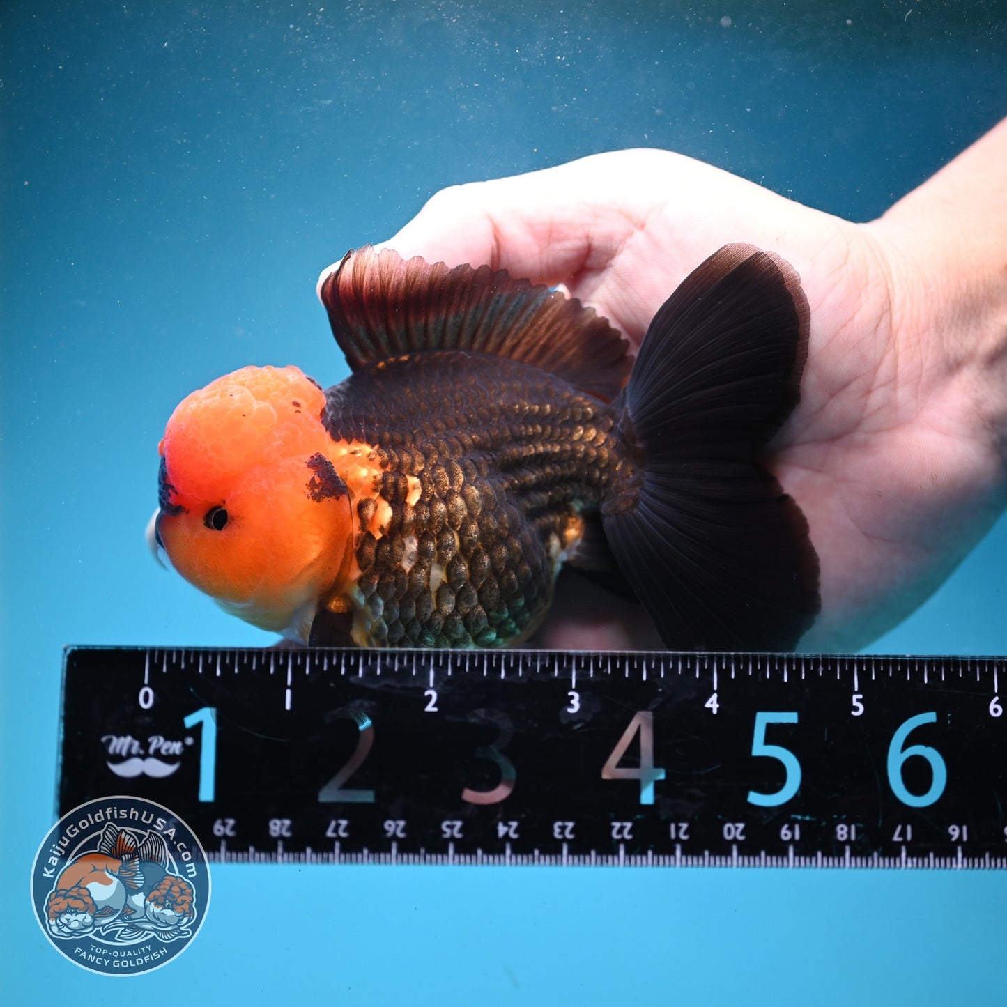Apache Oranda 3.5 inch Body (260821_OR11)