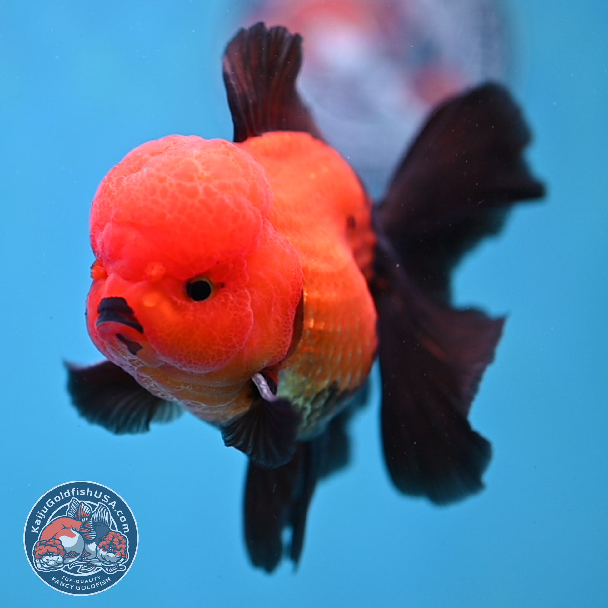 Apache Orchid Tail Oranda 3.5 inch Body (260213_OR10)
