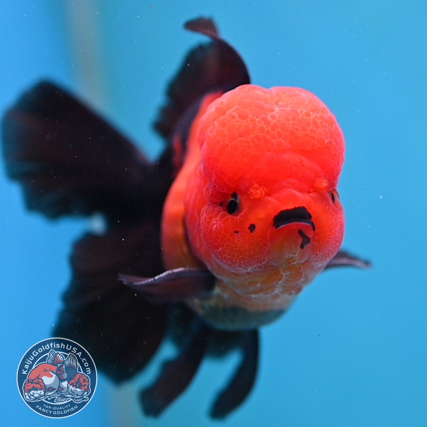 Apache Orchid Tail Oranda 3.5 inch Body (260213_OR10)