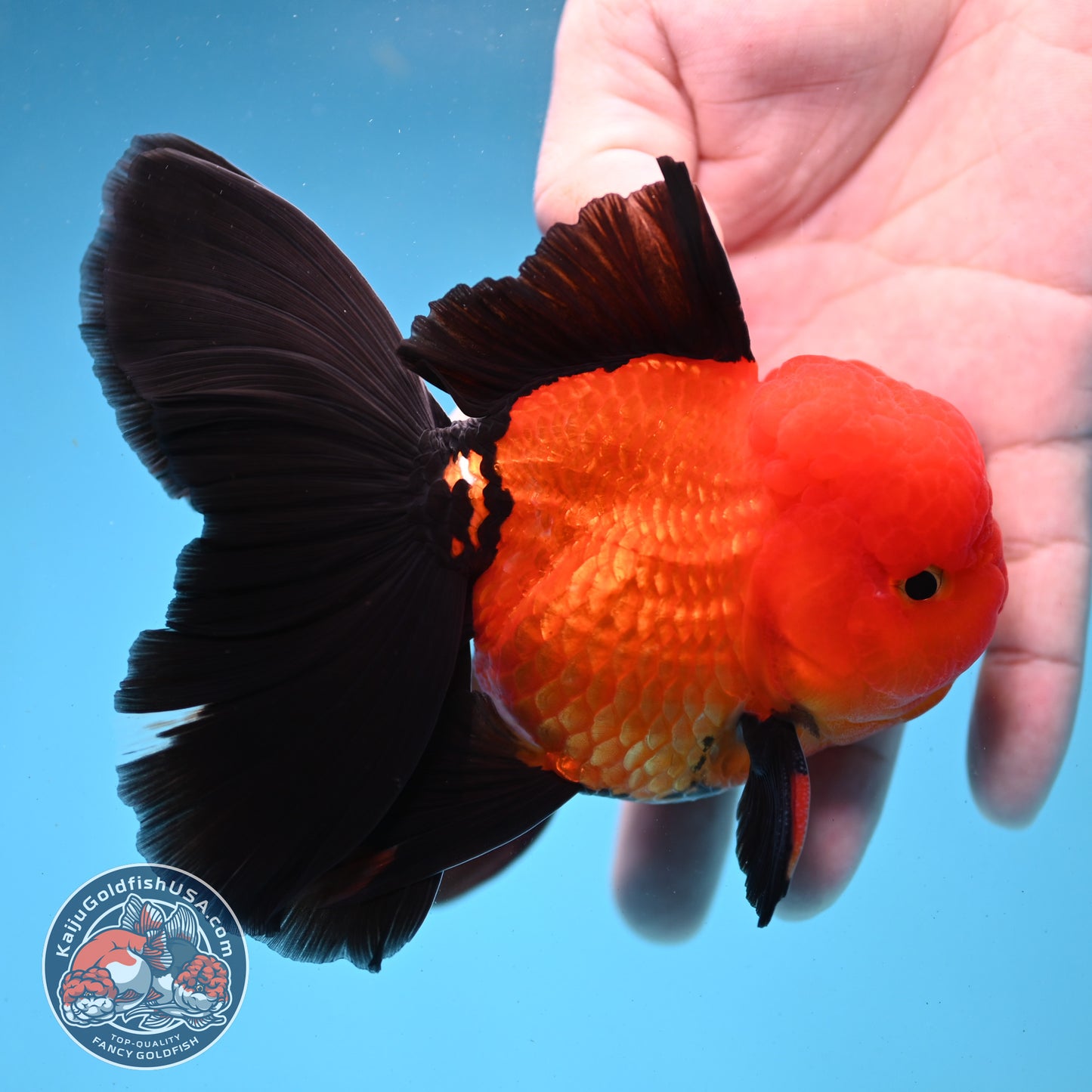 Apache Orchid Tail Oranda 3.5 inch Body (260227_OR01)