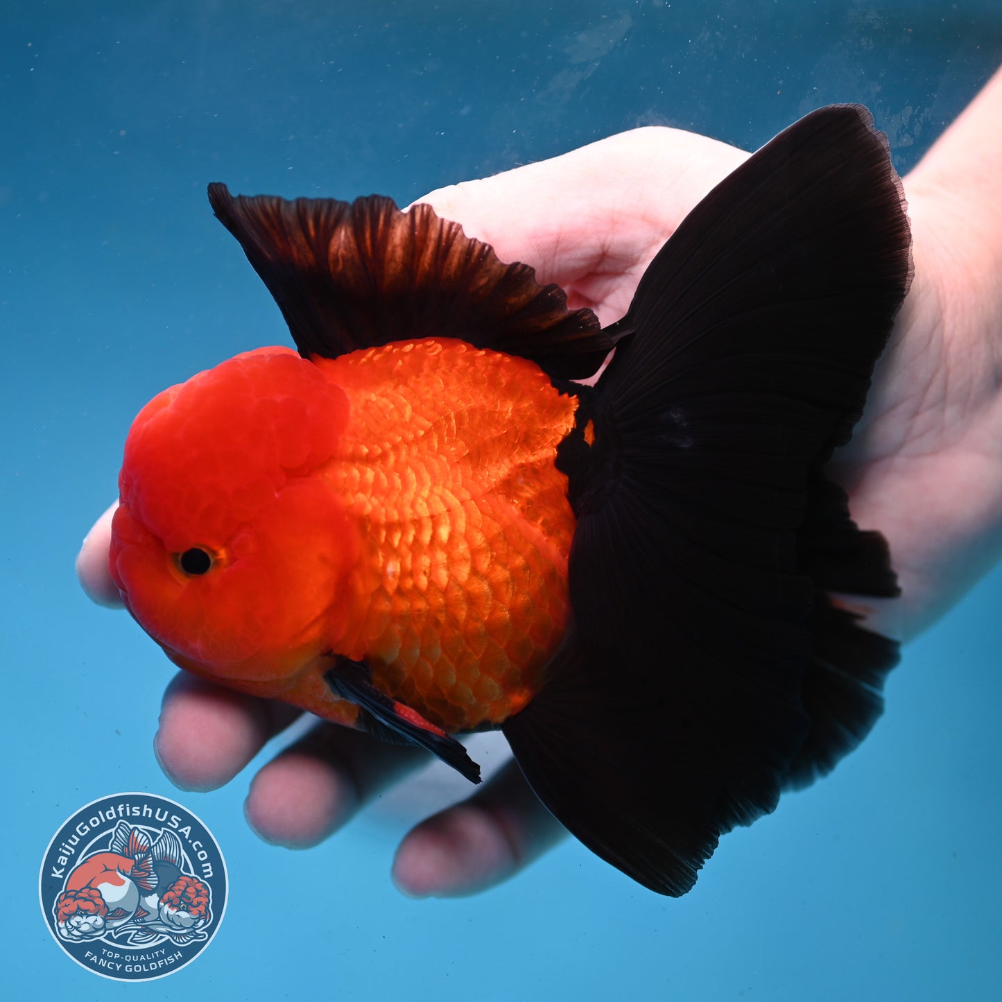 Apache Orchid Tail Oranda 3.5 inch Body (260227_OR01)