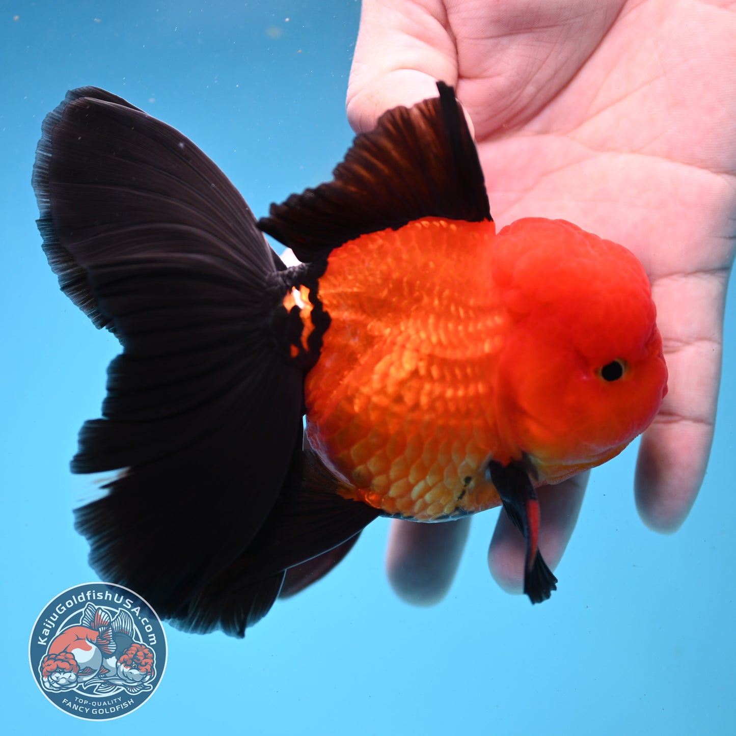 Apache Orchid Tail Oranda 3.5 inch Body (260227_OR01)