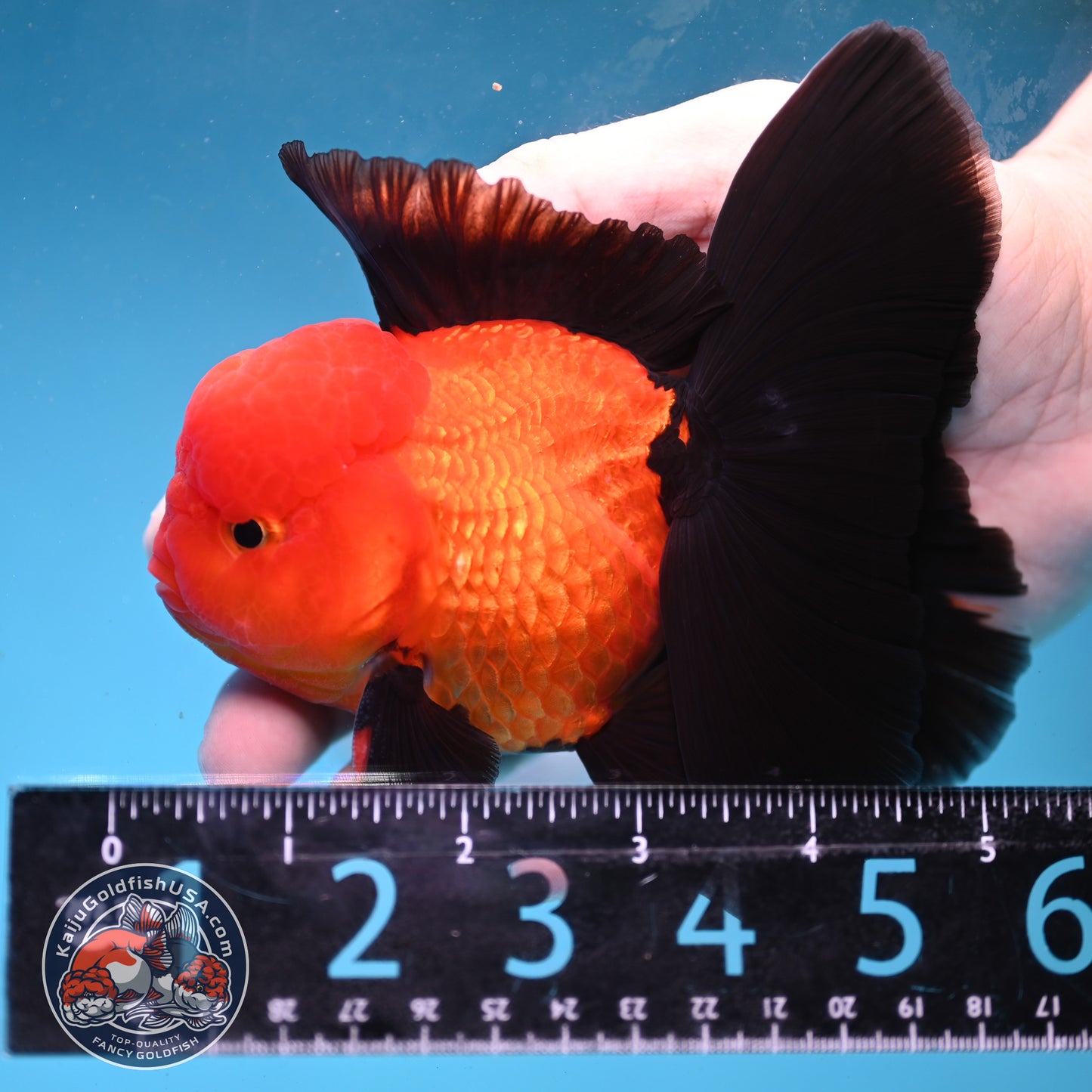Apache Orchid Tail Oranda 3.5 inch Body (260227_OR01)