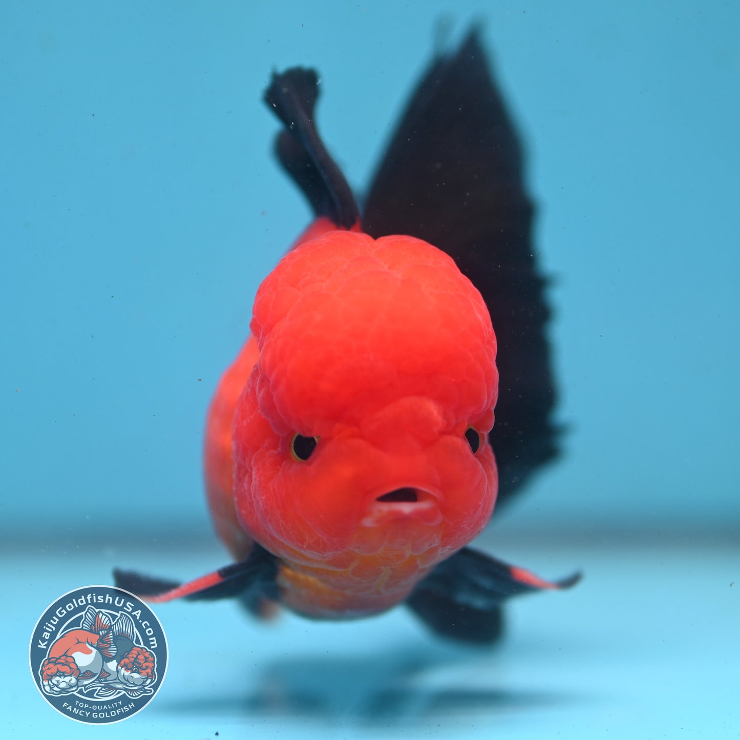 Apache Orchid Tail Oranda 3.5 inch Body (260227_OR01)