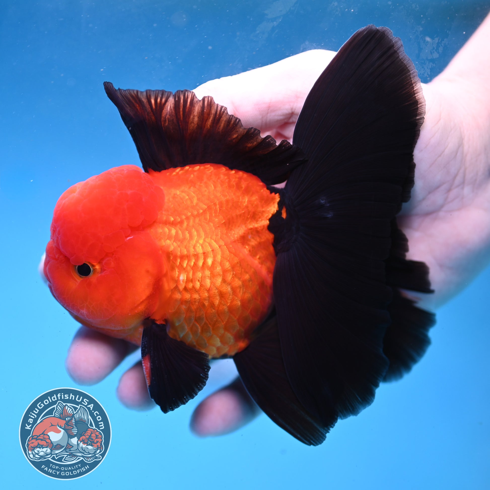 Apache Orchid Tail Oranda 3.5 inch Body (260227_OR01)