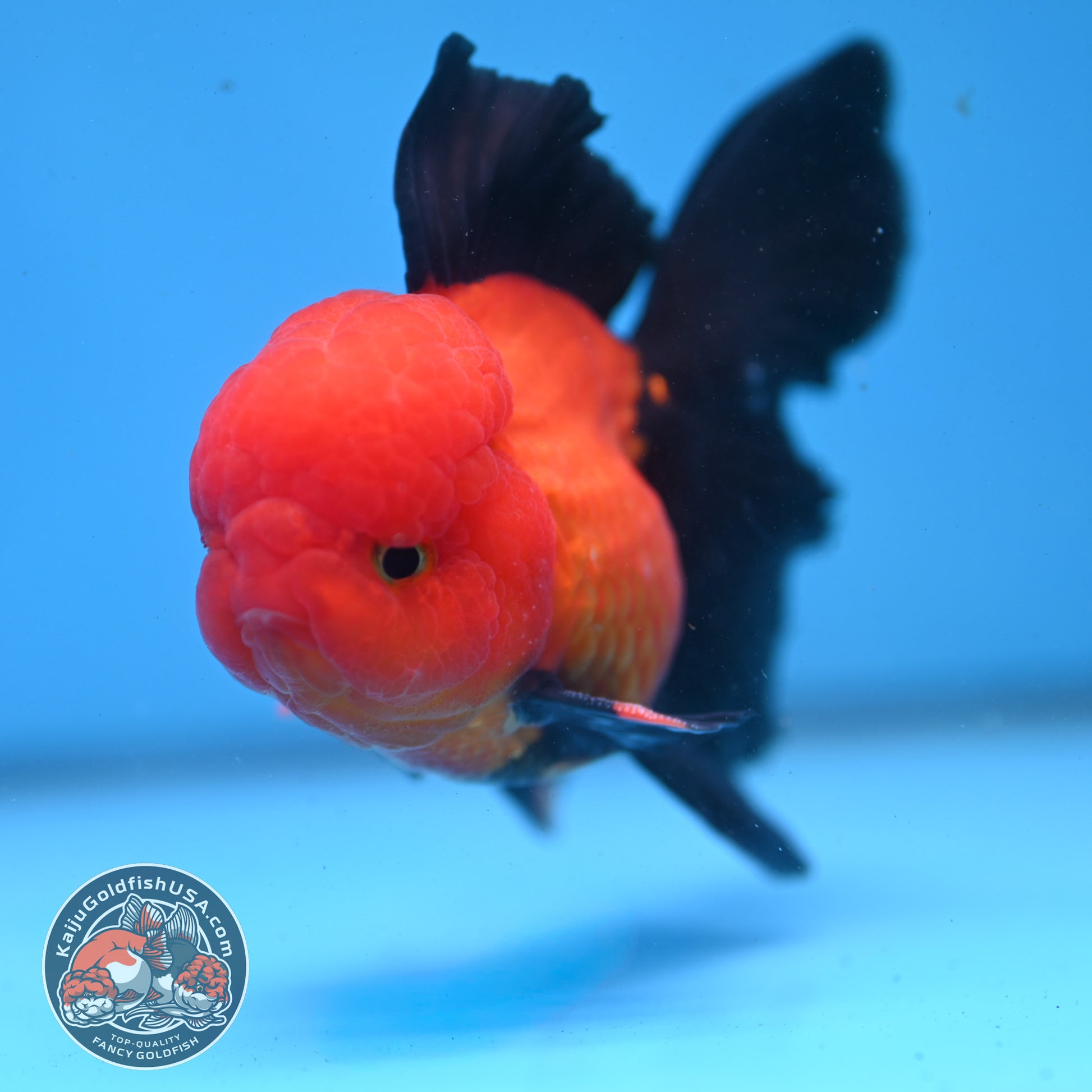 Apache Orchid Tail Oranda 3.5 inch Body (260227_OR01)