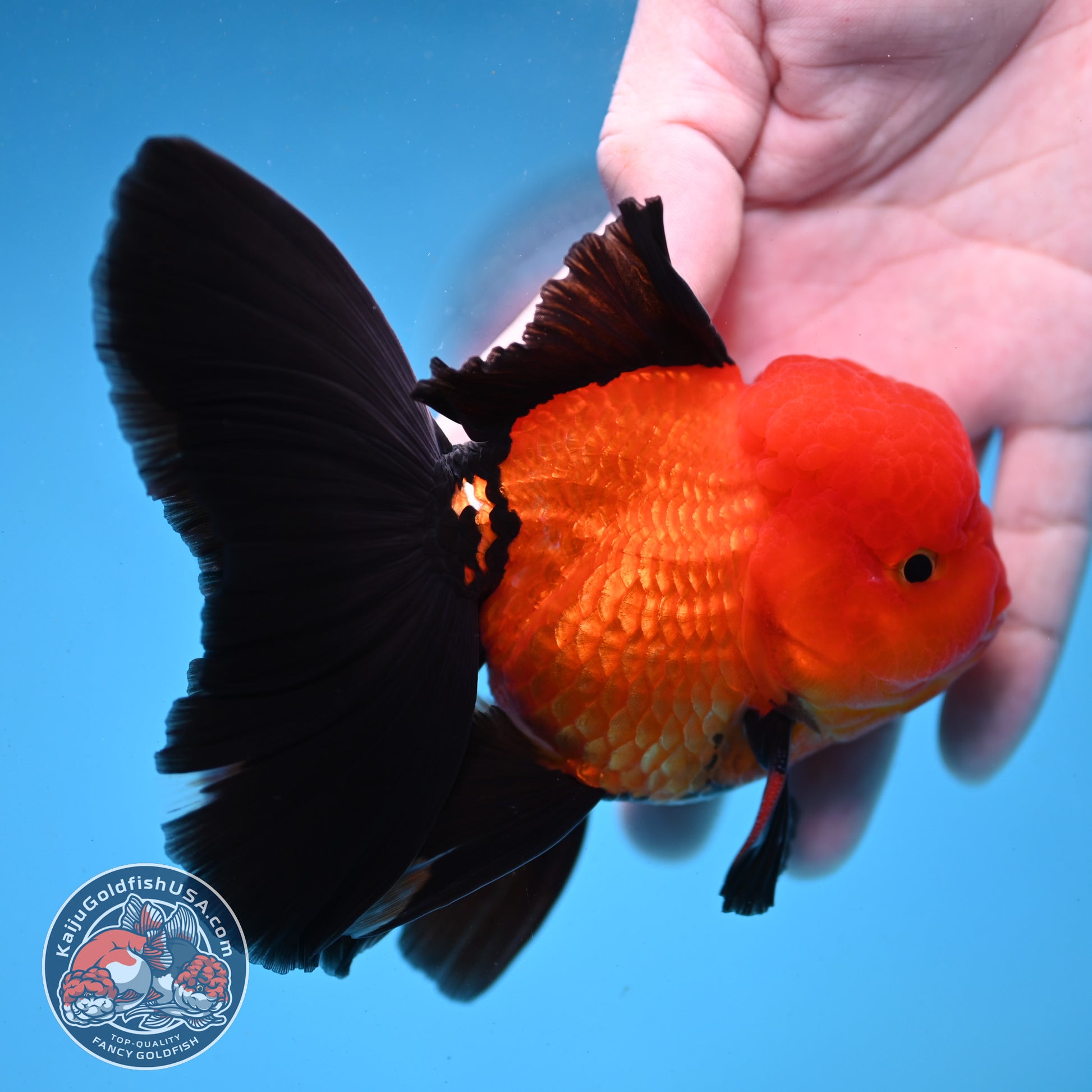 Apache Orchid Tail Oranda 3.5 inch Body (260227_OR01)