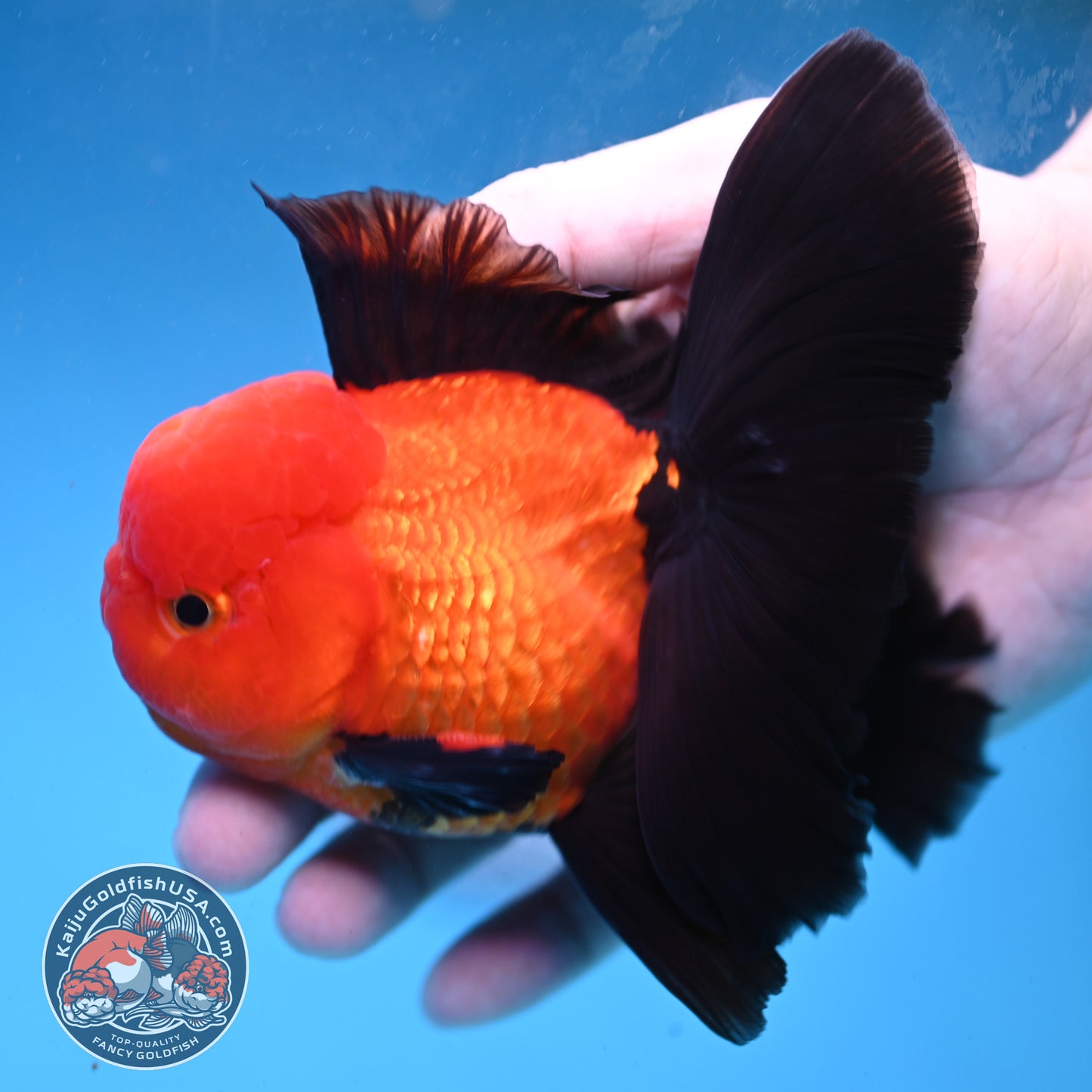 Apache Orchid Tail Oranda 3.5 inch Body (260227_OR01)