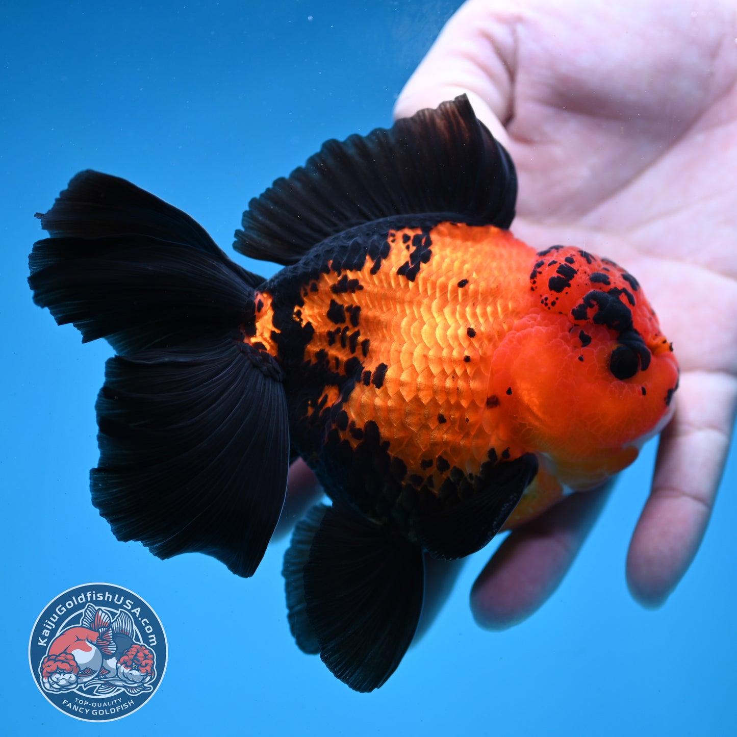 Apache Orchid Tail Oranda 4 inch Body (260227_OR03)