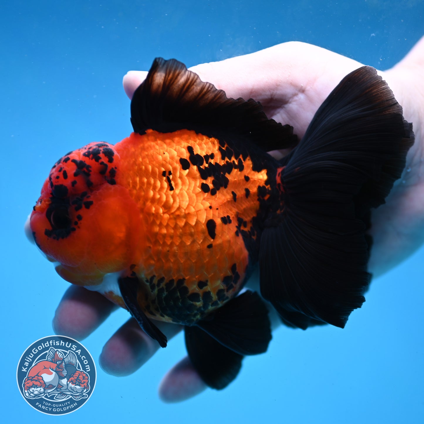 Apache Orchid Tail Oranda 4 inch Body (260227_OR03)