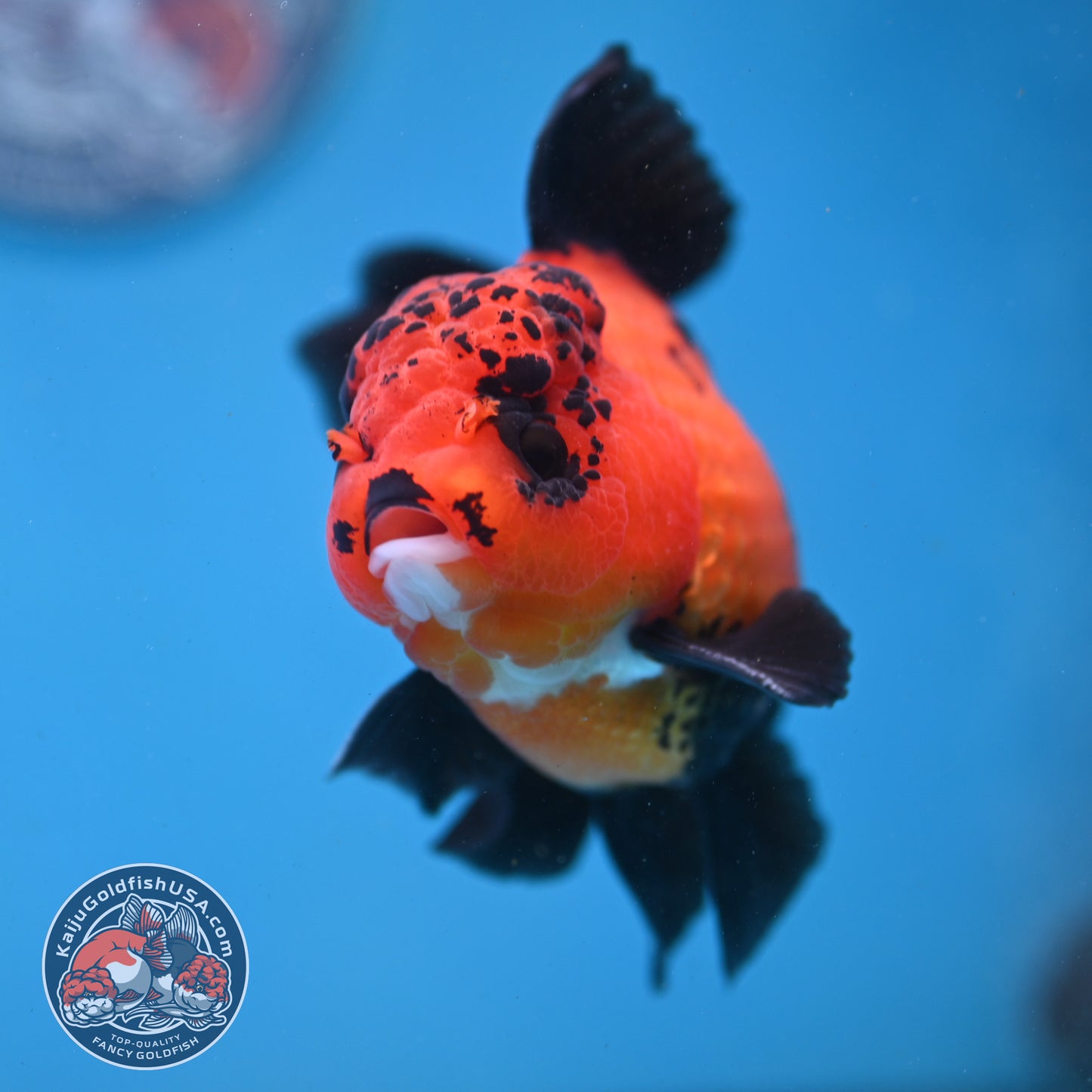 Apache Orchid Tail Oranda 4 inch Body (260227_OR03)