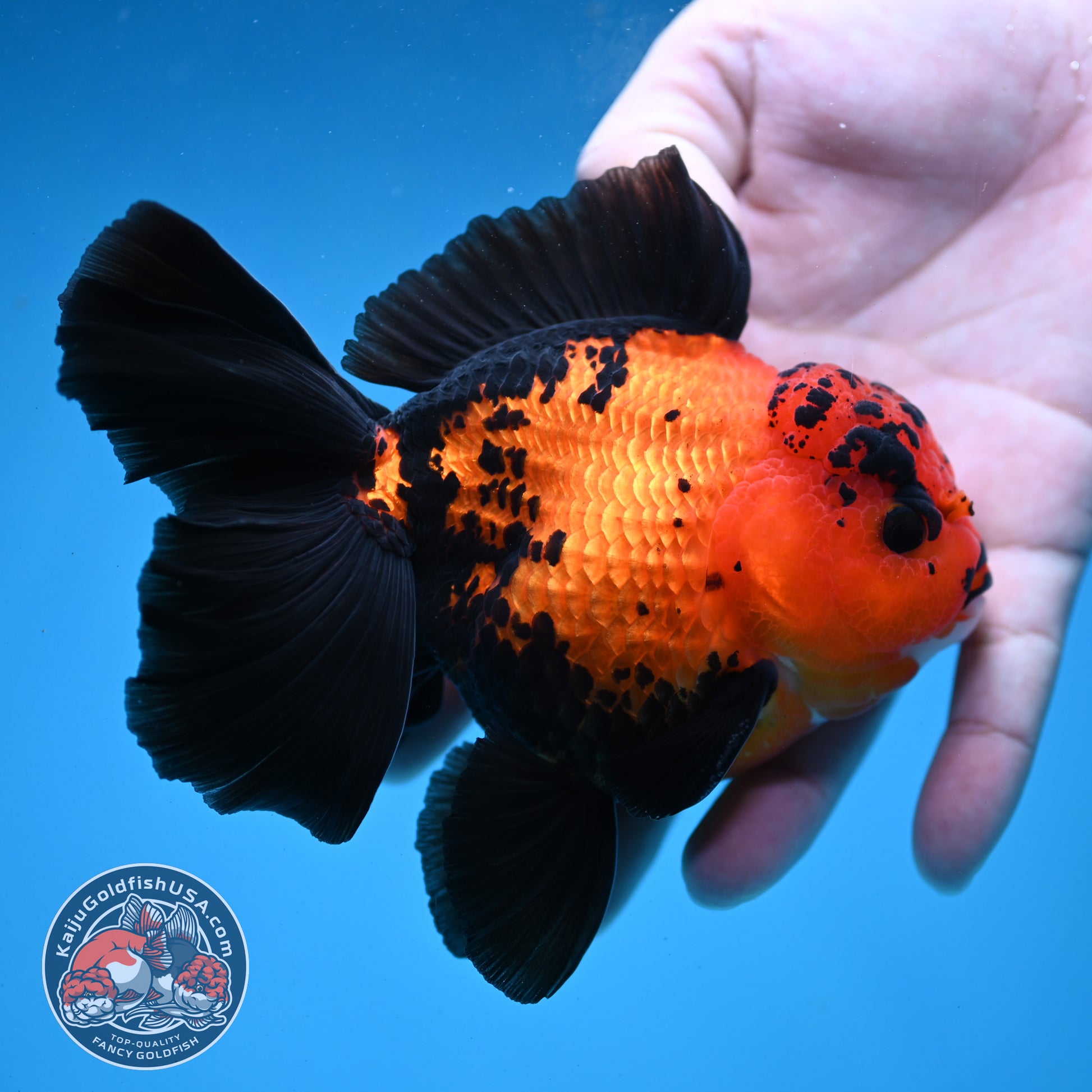 Apache Orchid Tail Oranda 4 inch Body (260227_OR03)