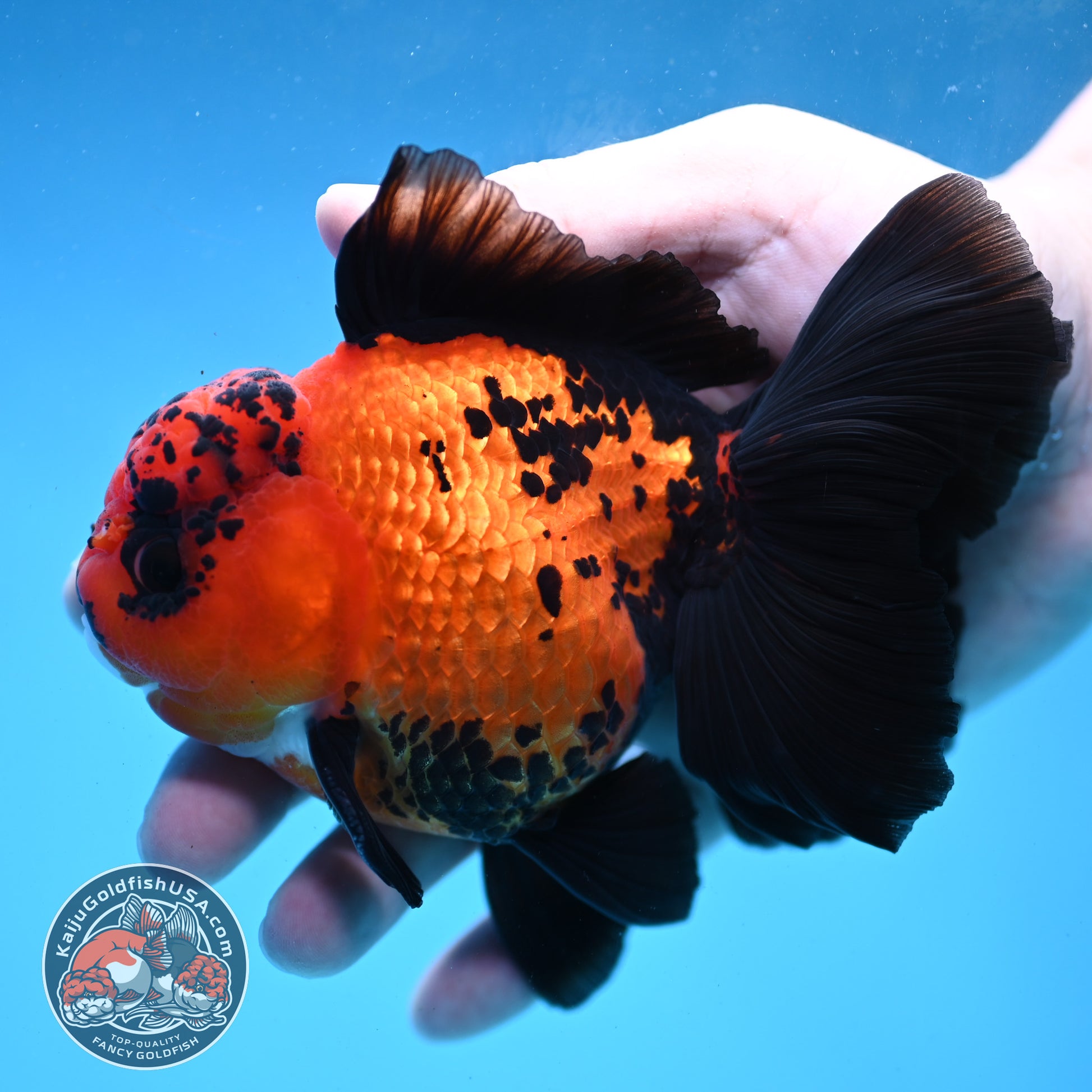 Apache Orchid Tail Oranda 4 inch Body (260227_OR03)