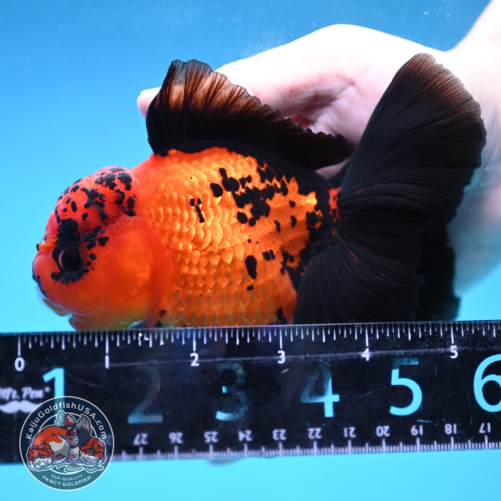Apache Orchid Tail Oranda 4 inch Body (260227_OR03)