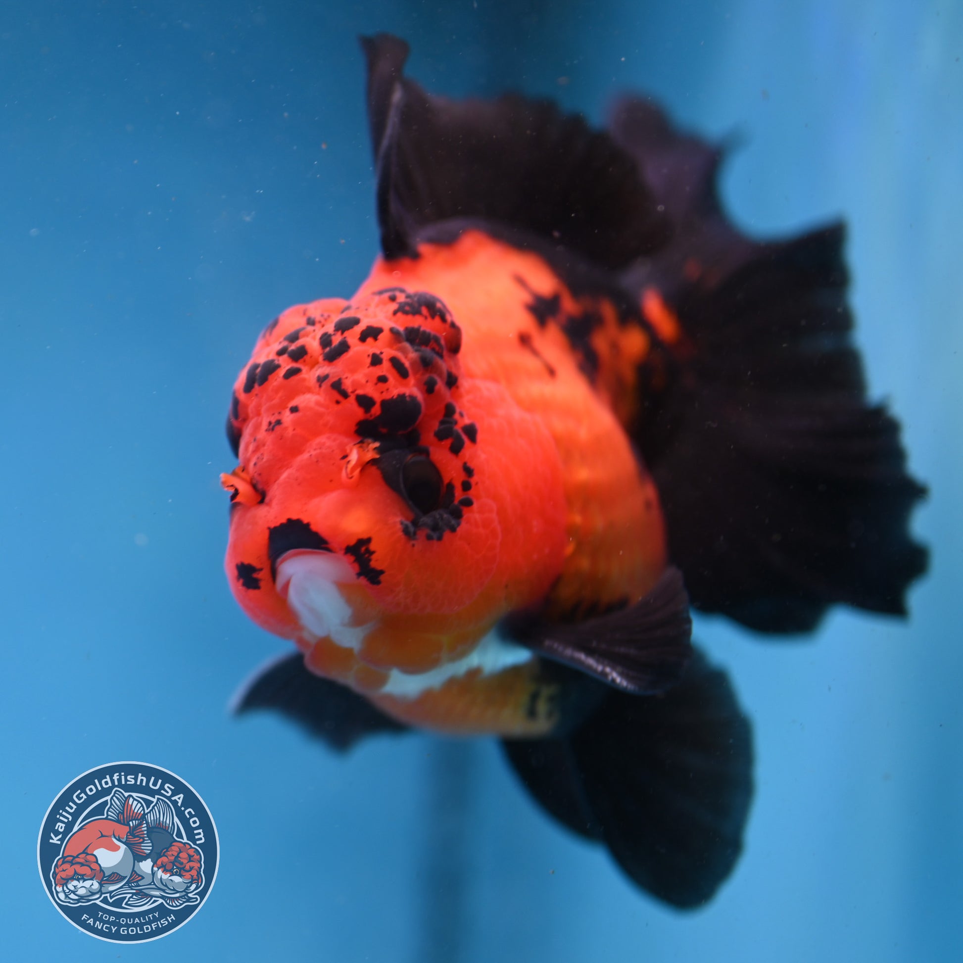 Apache Orchid Tail Oranda 4 inch Body (260227_OR03)
