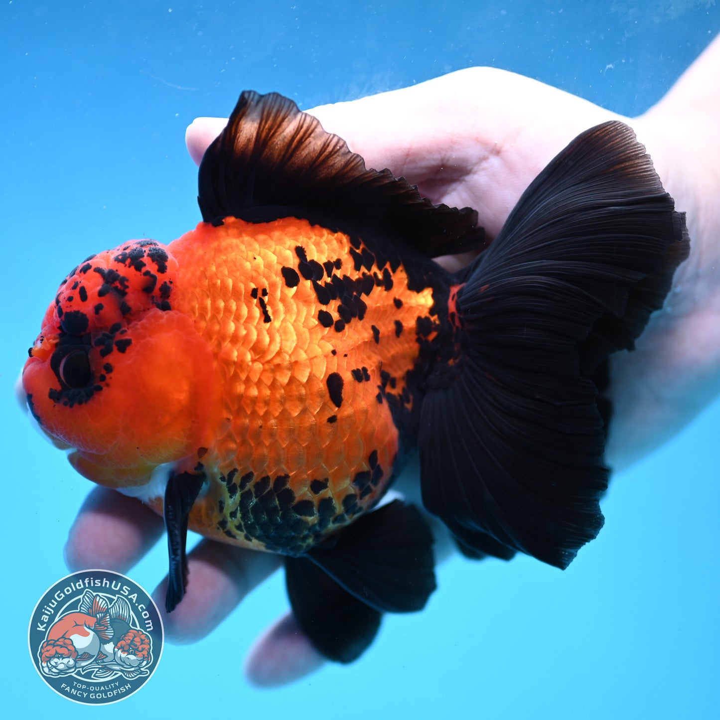 Apache Orchid Tail Oranda 4 inch Body (260227_OR03)