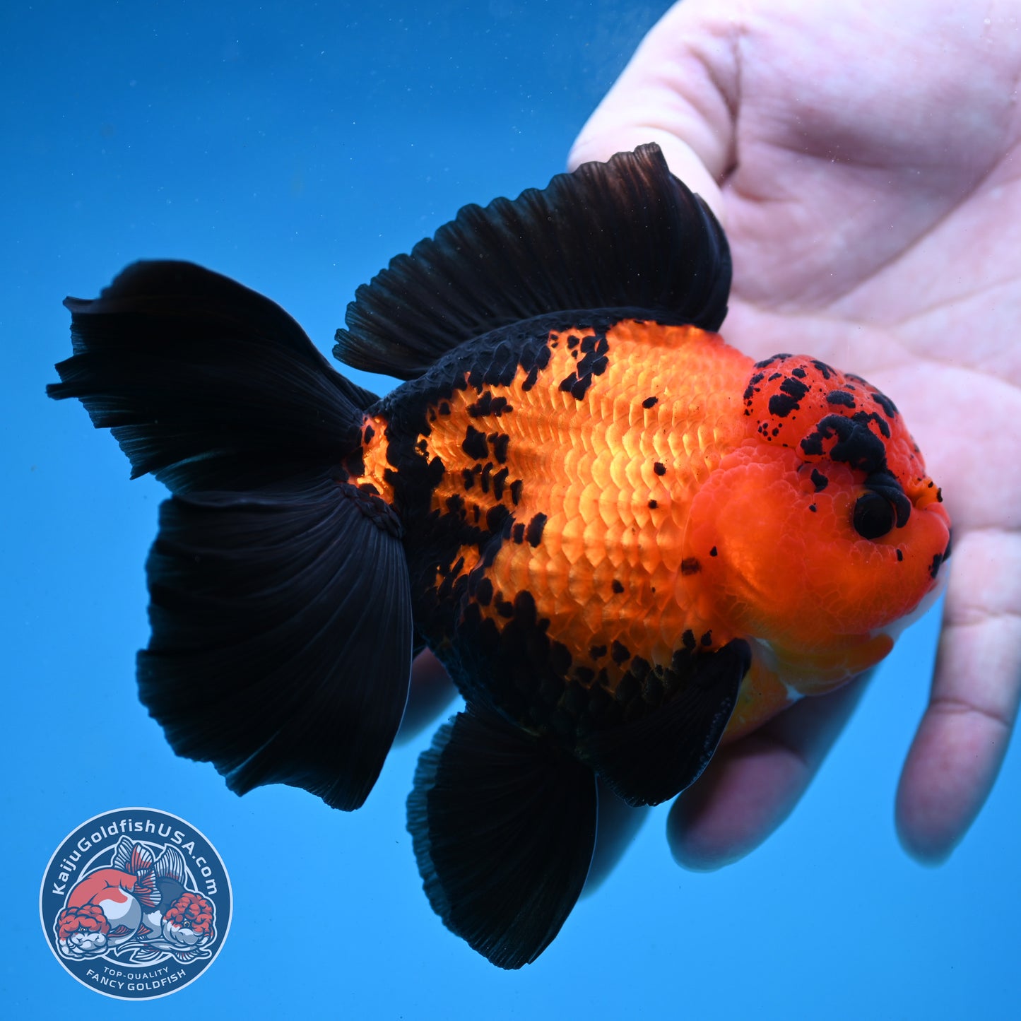 Apache Orchid Tail Oranda 4 inch Body (260227_OR03)