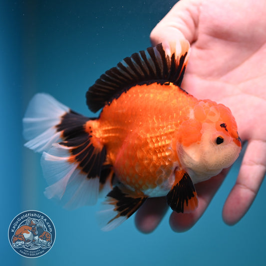 Apache Orchid Tail Oranda 4 inch Body (260828_OR17)