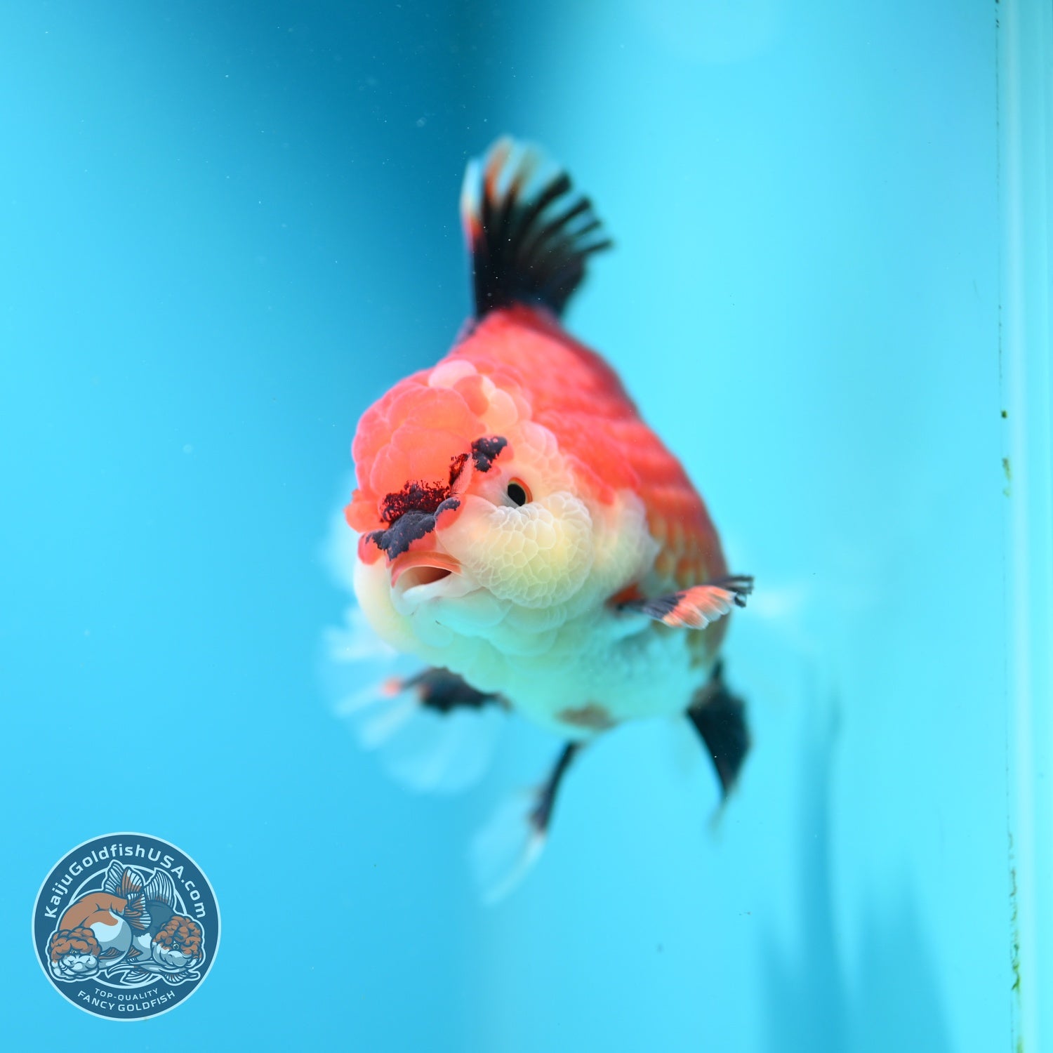 Apache Orchid Tail Oranda 4 inch Body (260828_OR17)