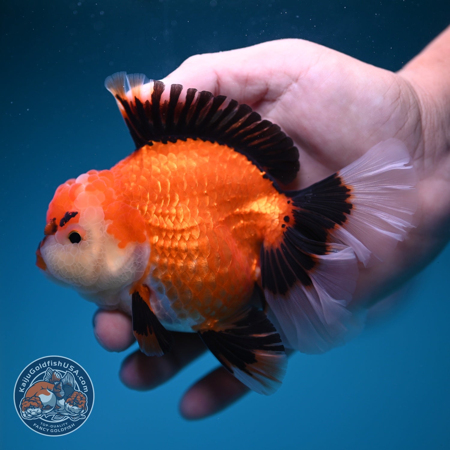 Apache Orchid Tail Oranda 4 inch Body (260828_OR17)
