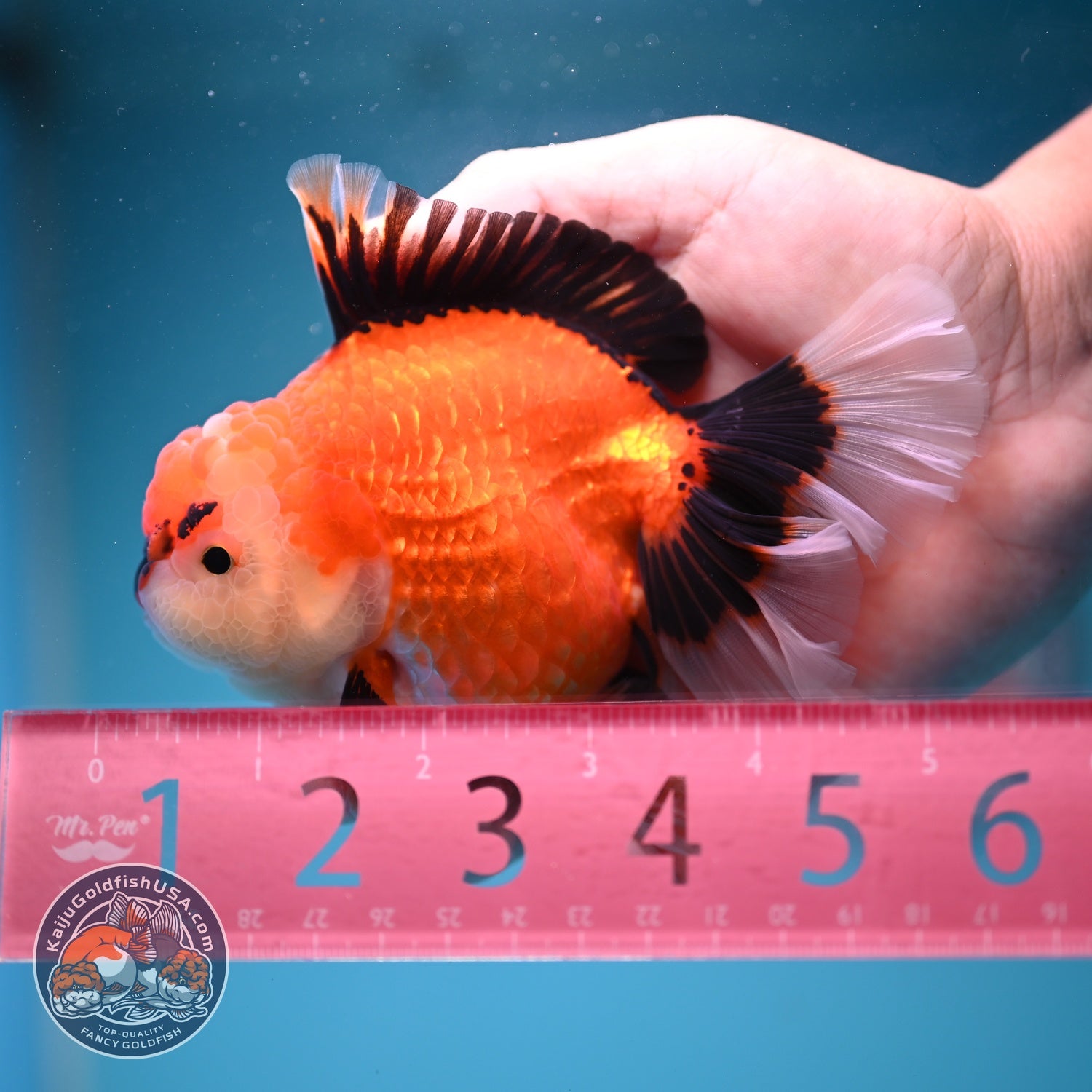 Apache Orchid Tail Oranda 4 inch Body (260828_OR17)