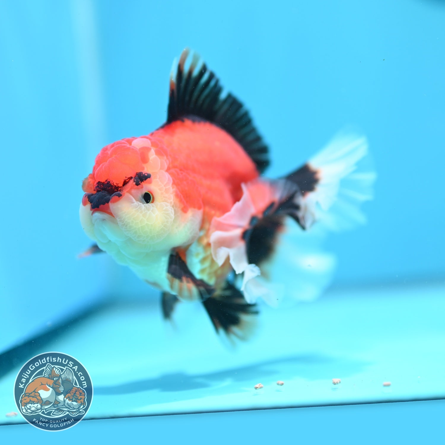 Apache Orchid Tail Oranda 4 inch Body (260828_OR17)