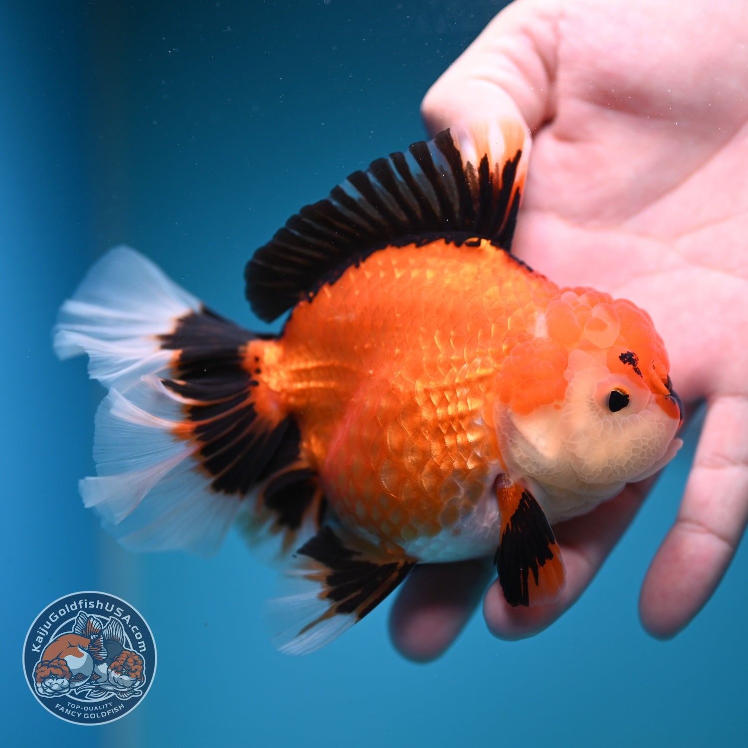 Apache Orchid Tail Oranda 4 inch Body (260828_OR17)