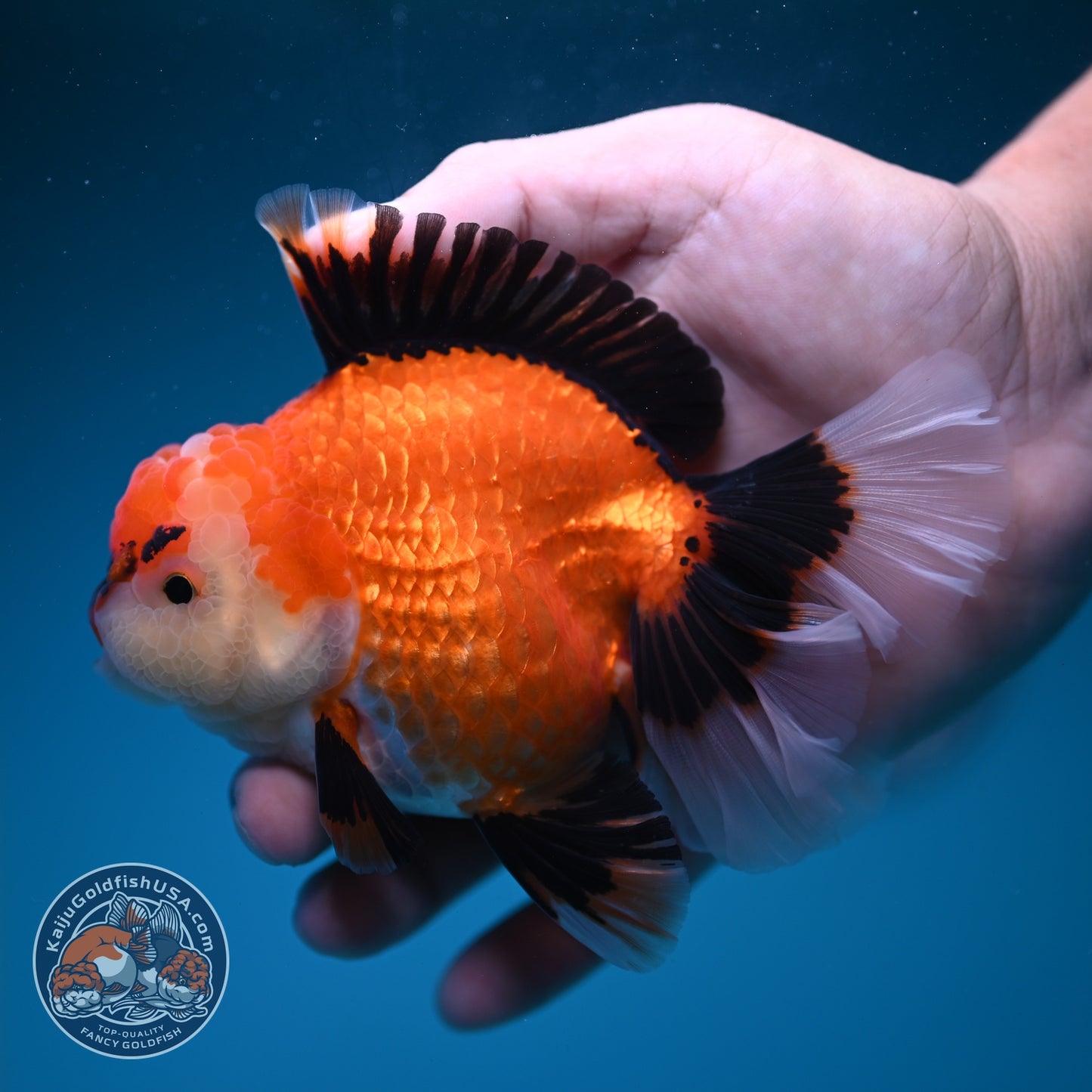 Apache Orchid Tail Oranda 4 inch Body (260828_OR17)