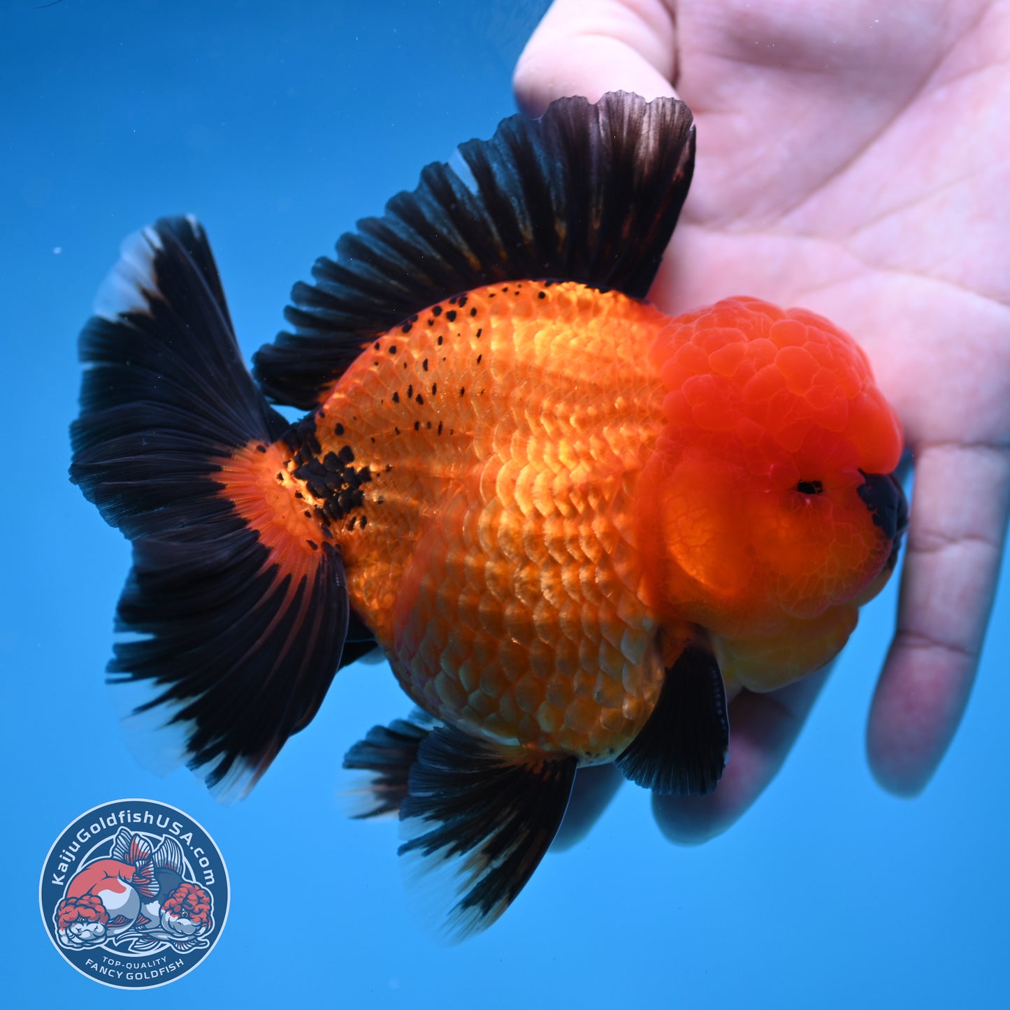 Apache Rose Tail Oranda 4 inch Body (260227_OR20)